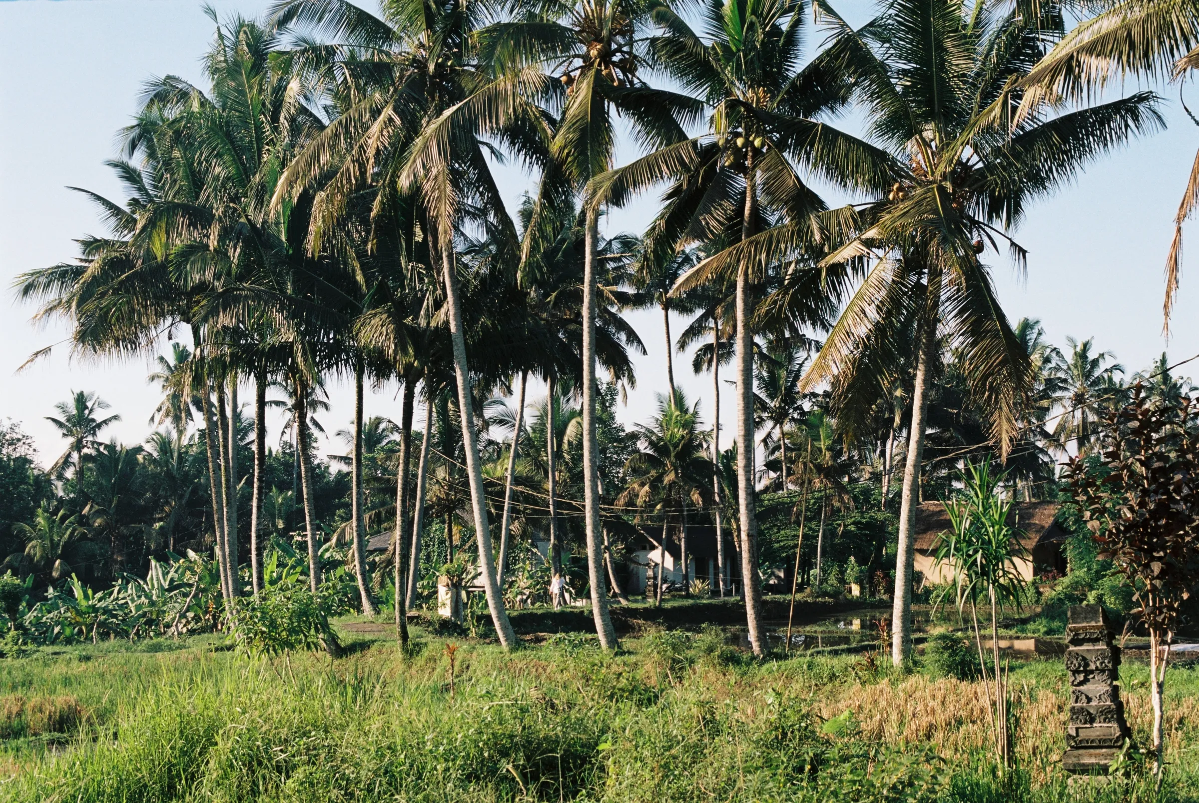 bali-2022, frame 36