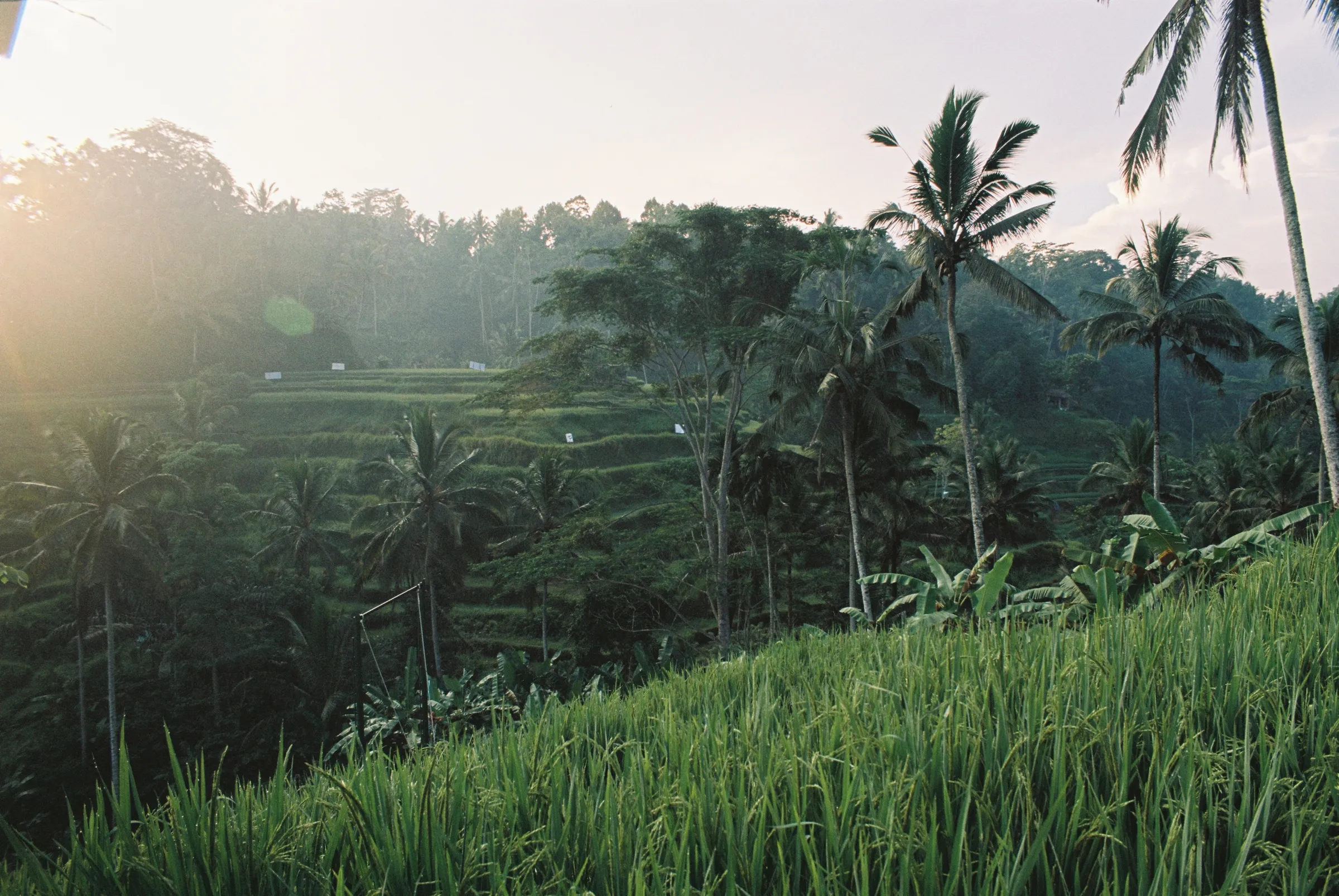 Bali — cover