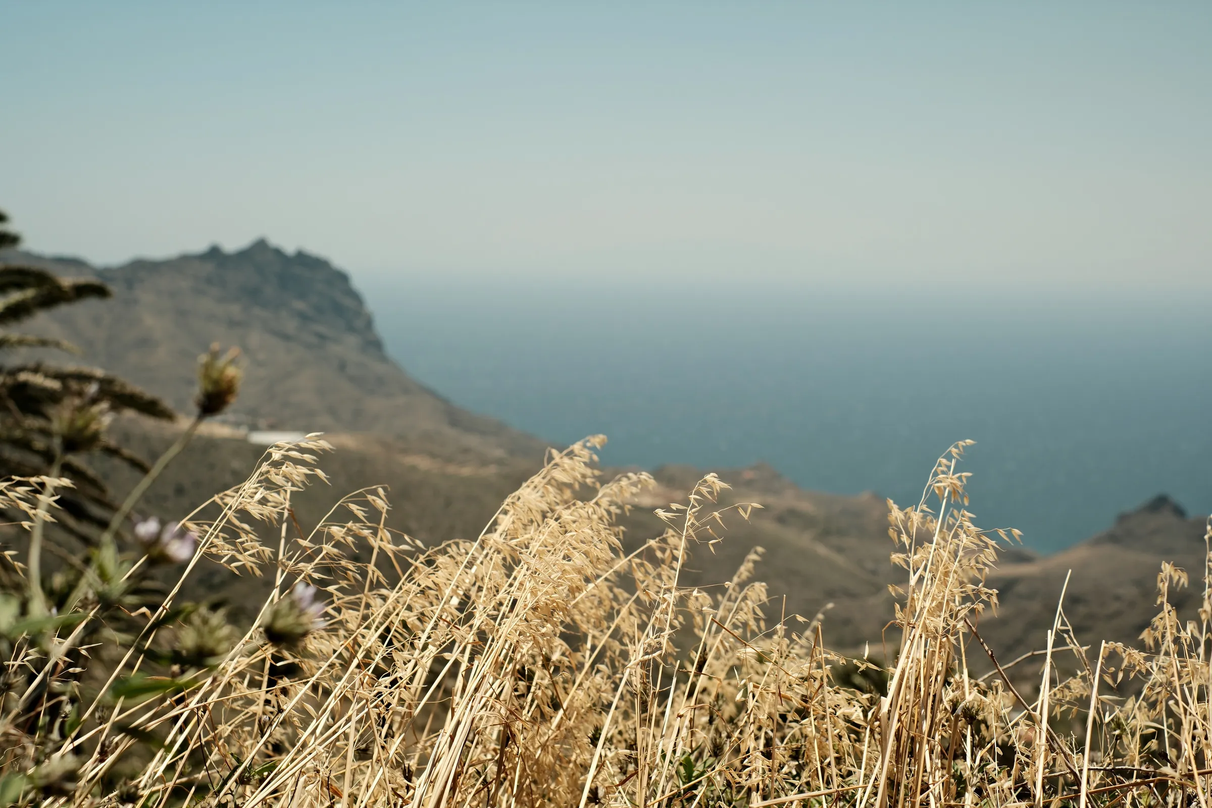 canary-2025, frame 83