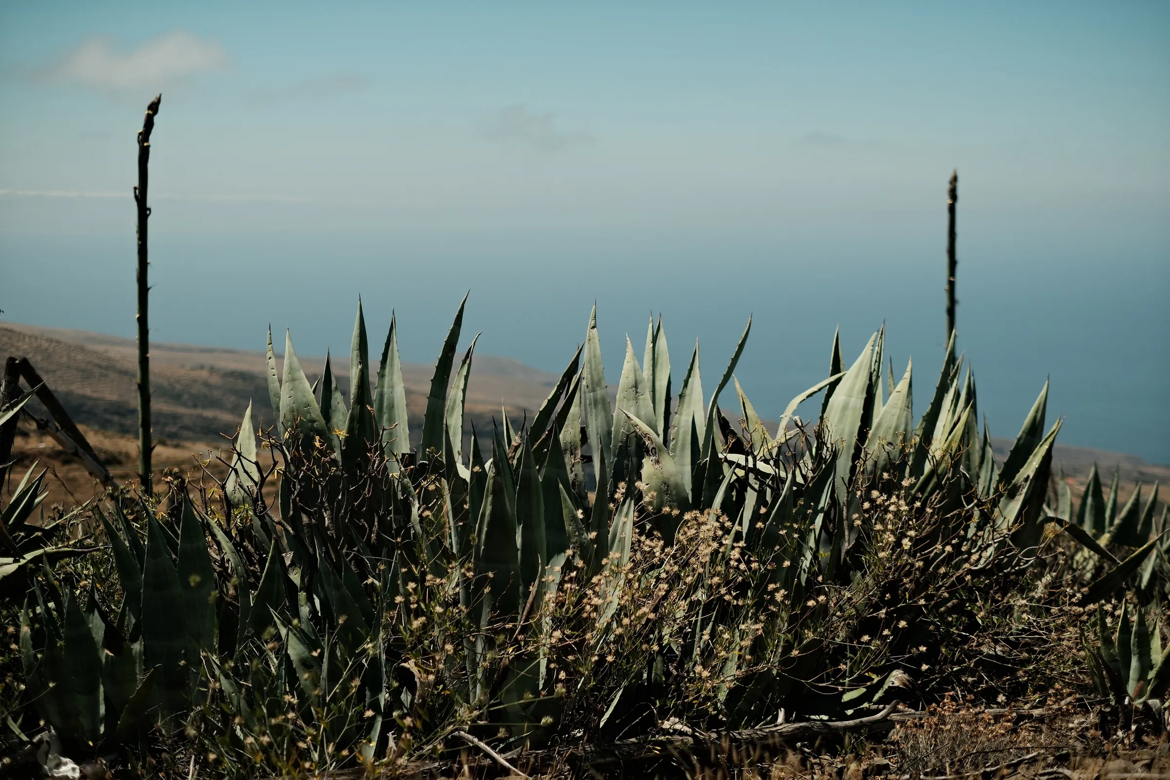 canary-2025, frame 109
