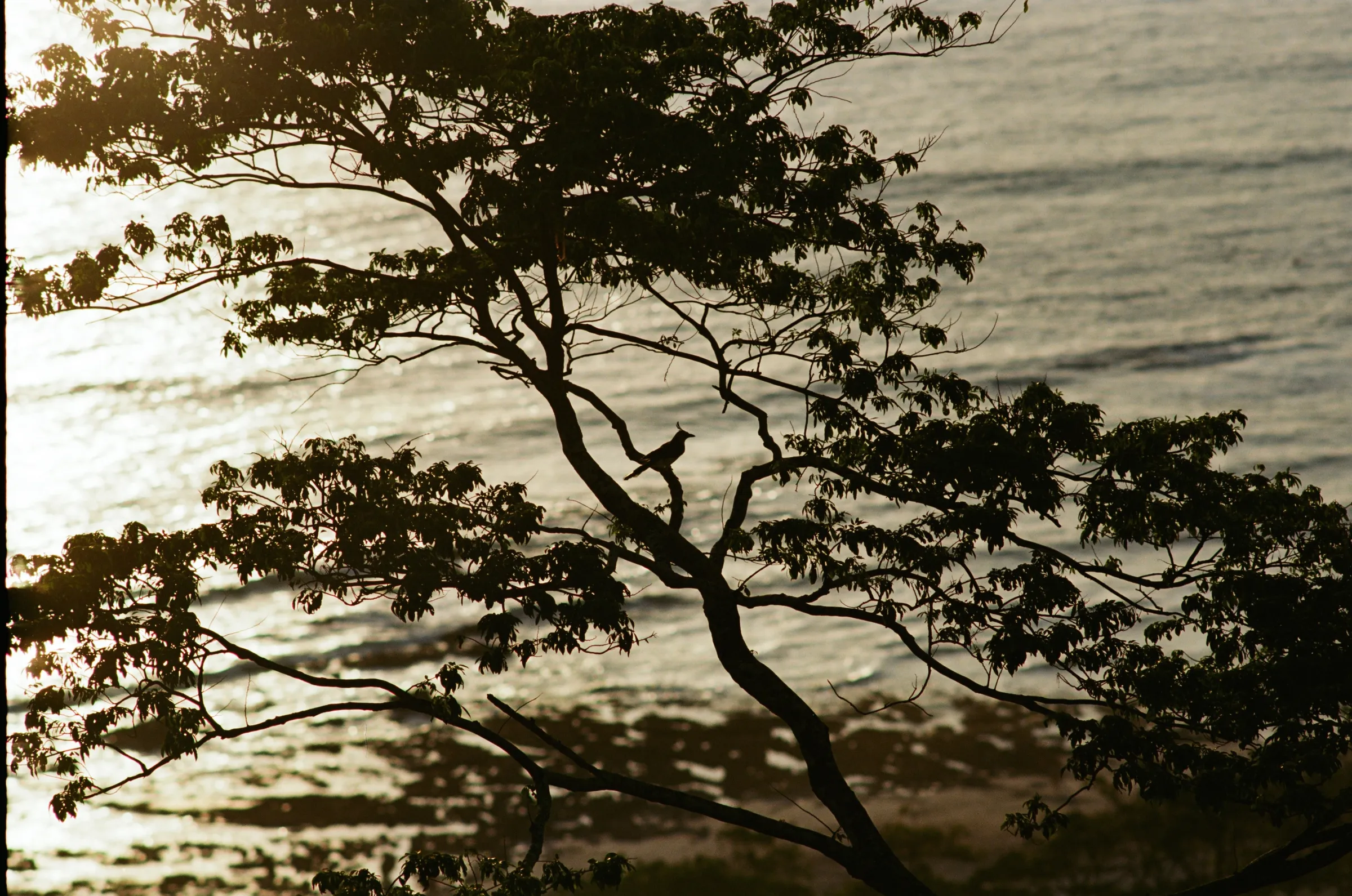 costa-rica-2021, frame 25