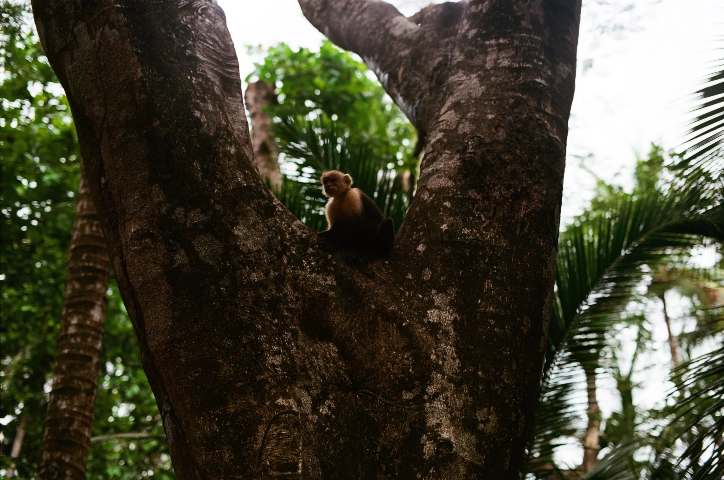 costa-rica-2021, frame 37