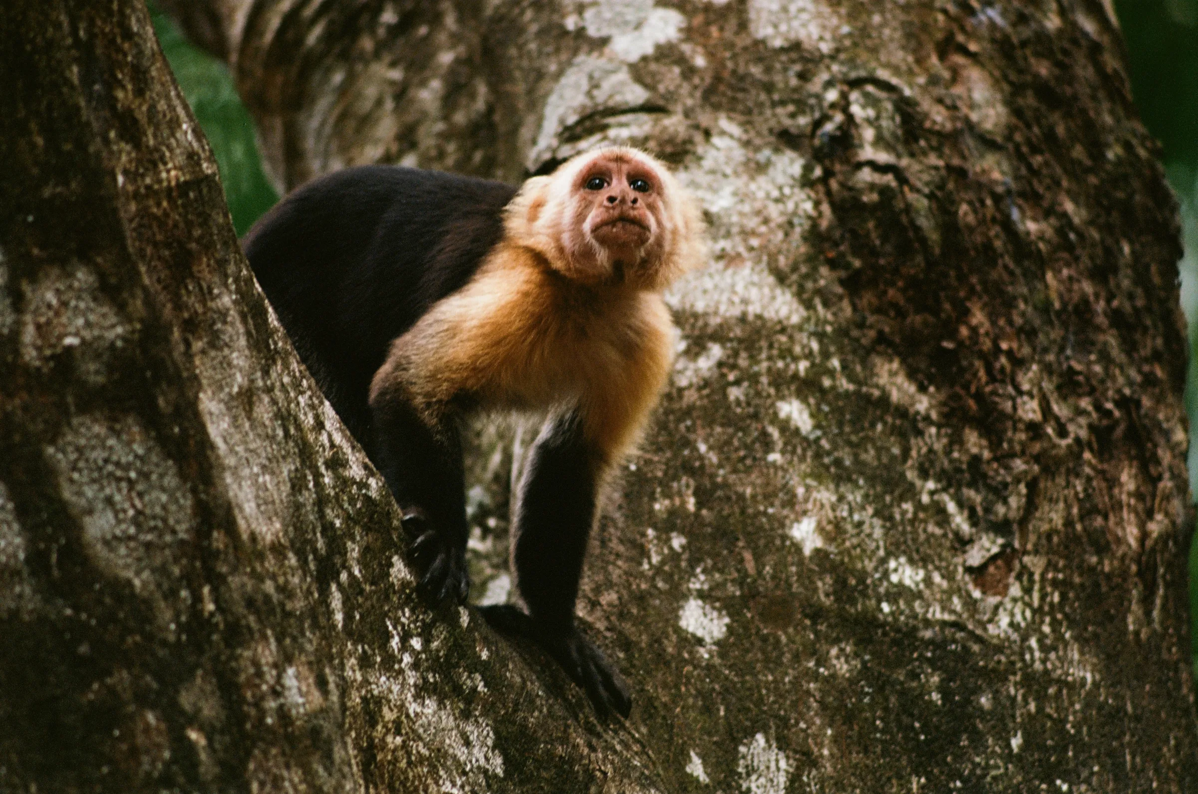 costa-rica-2021, frame 38
