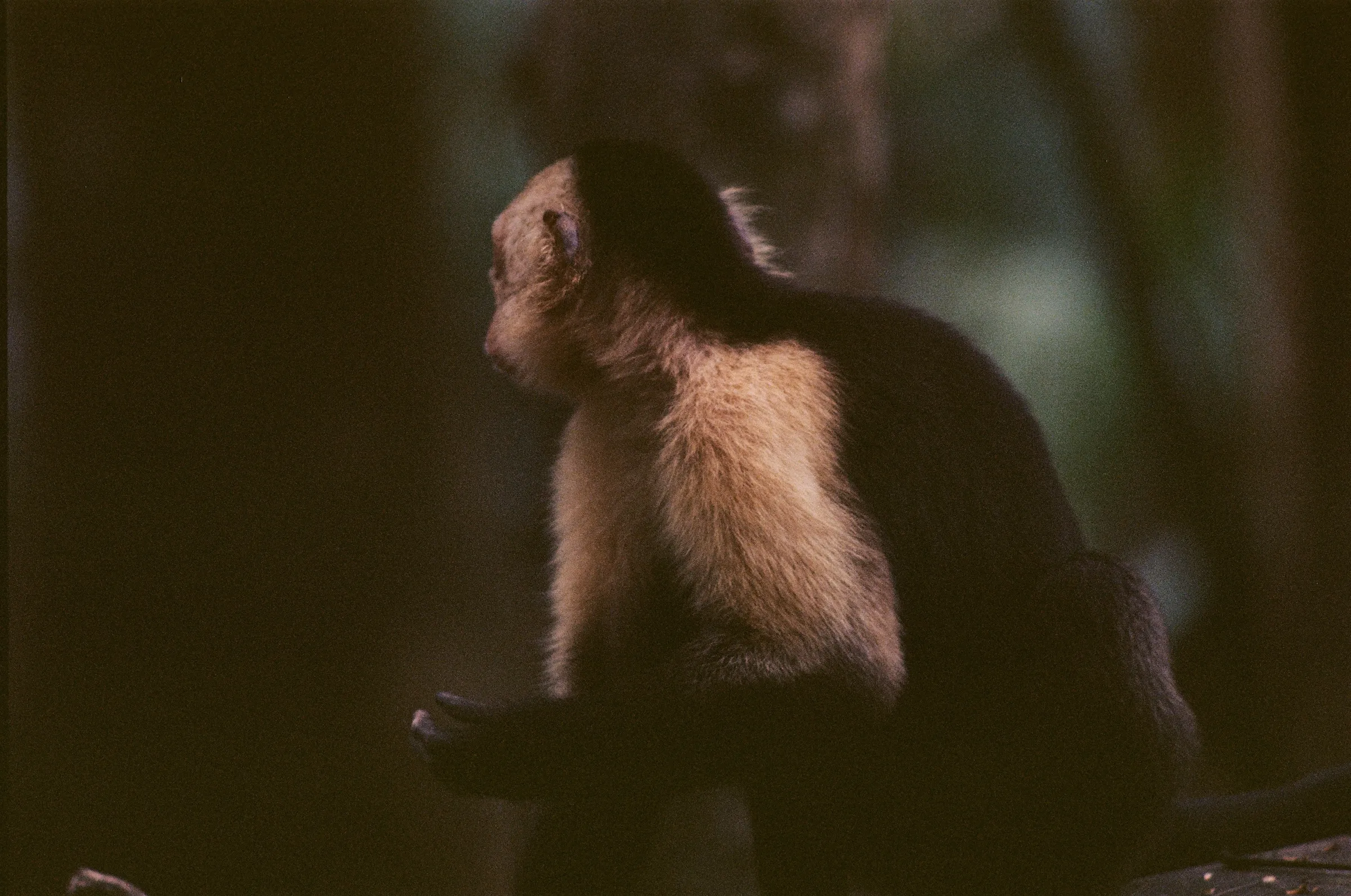 costa-rica-2021, frame 39