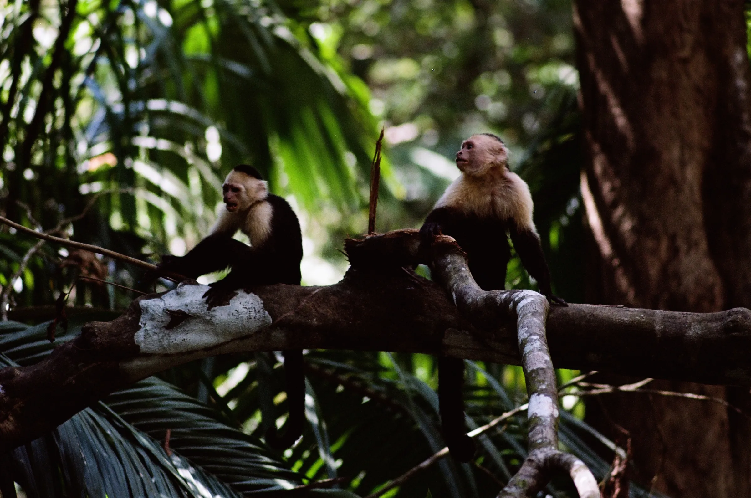 costa-rica-2021, frame 58