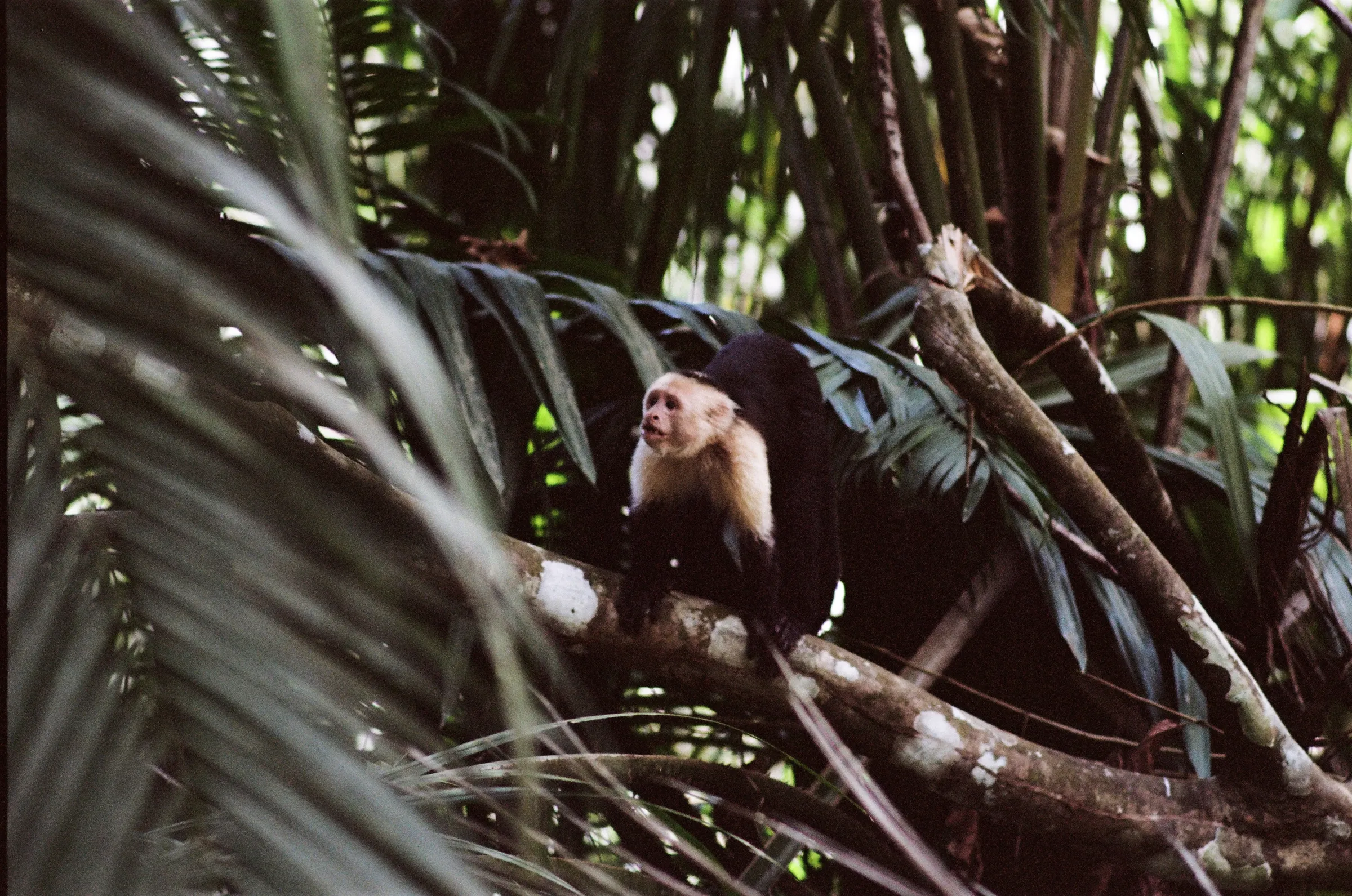 costa-rica-2021, frame 59