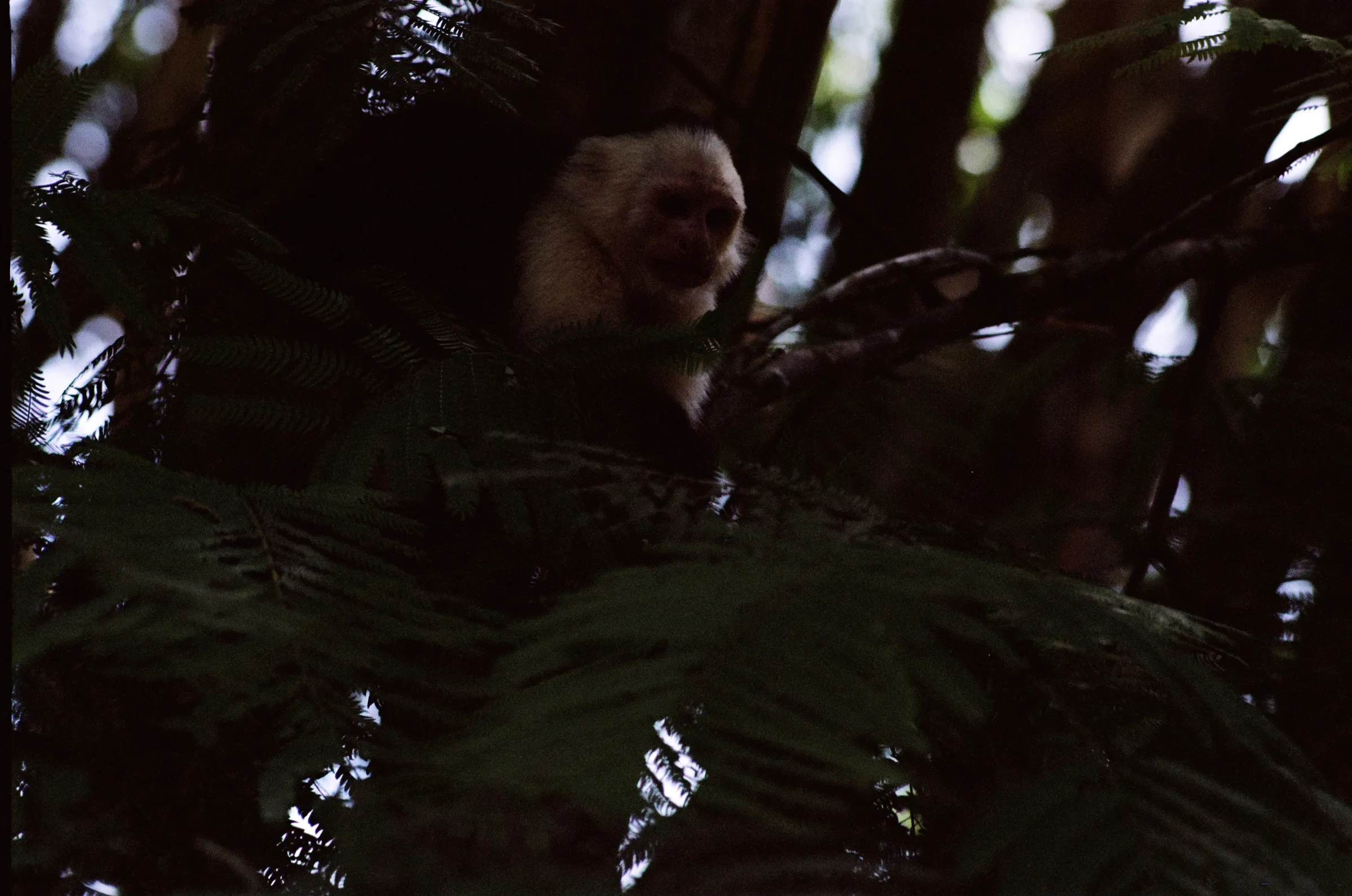 costa-rica-2021, frame 60