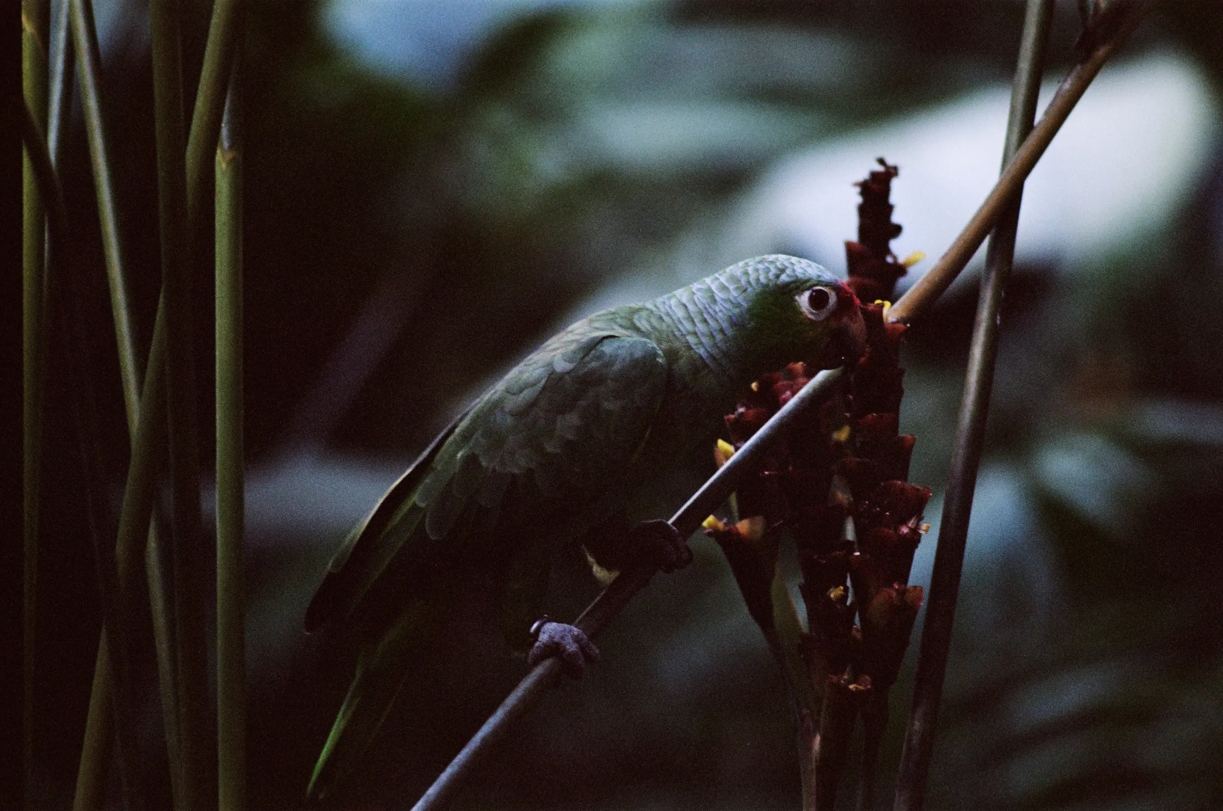 costa-rica-2021, frame 62