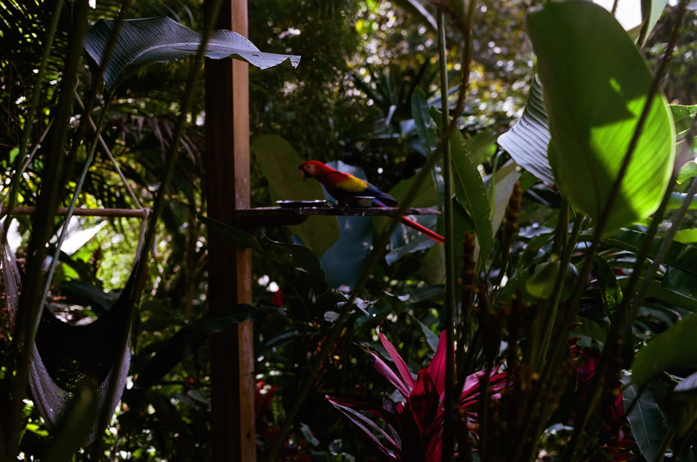 costa-rica-2021, frame 63