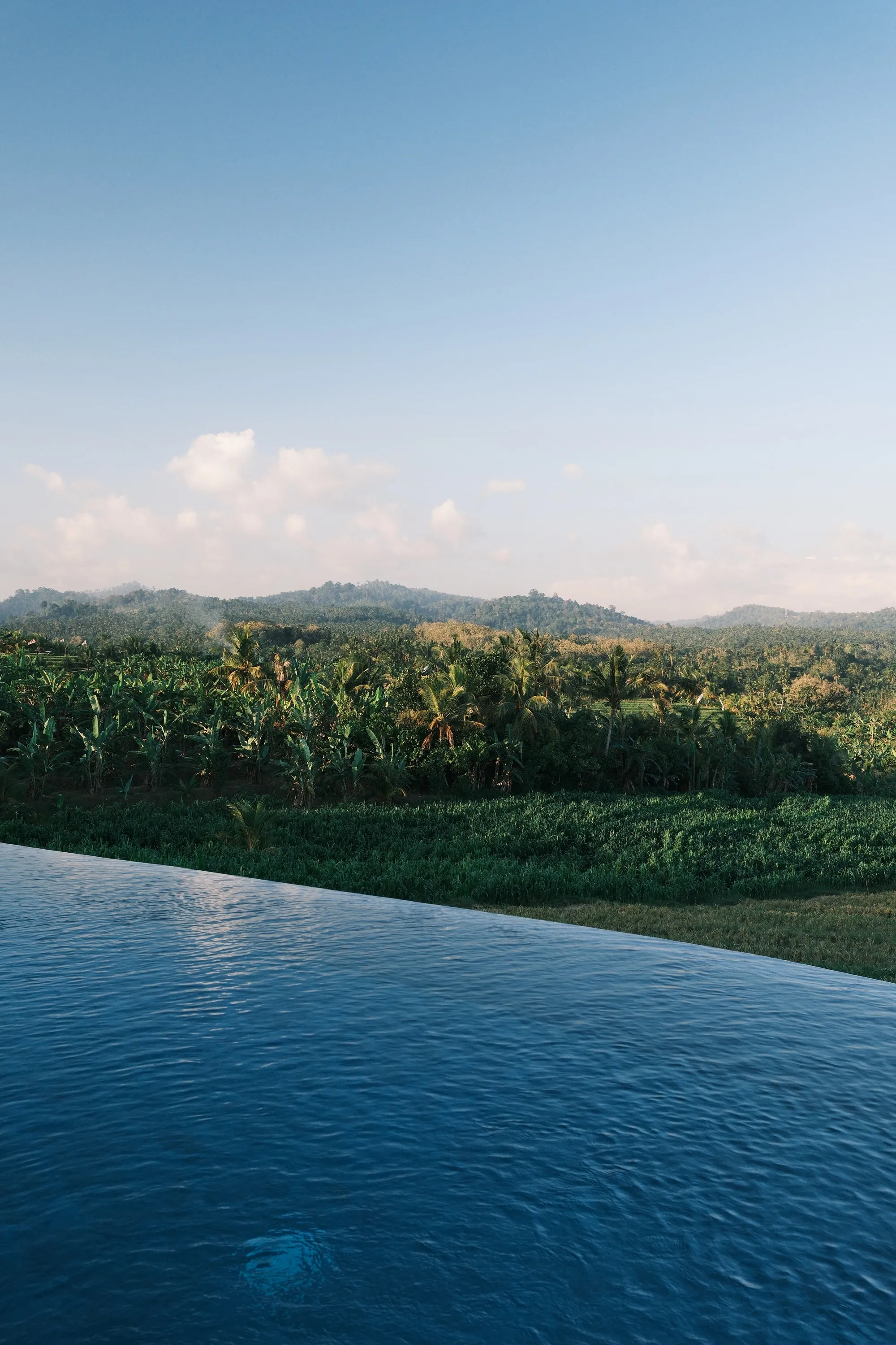 View on the jungle