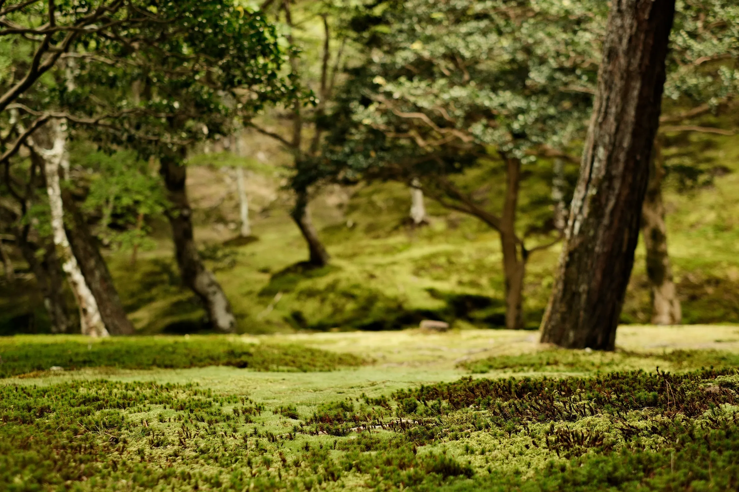 japan-2024, frame 130