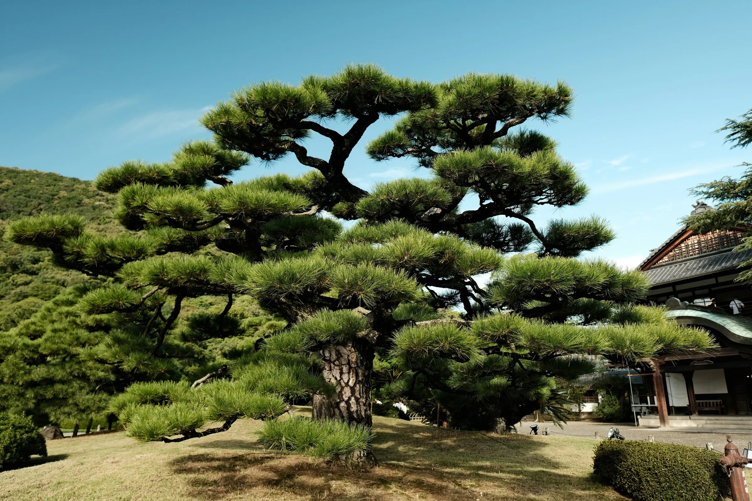 japan-2024, frame 352