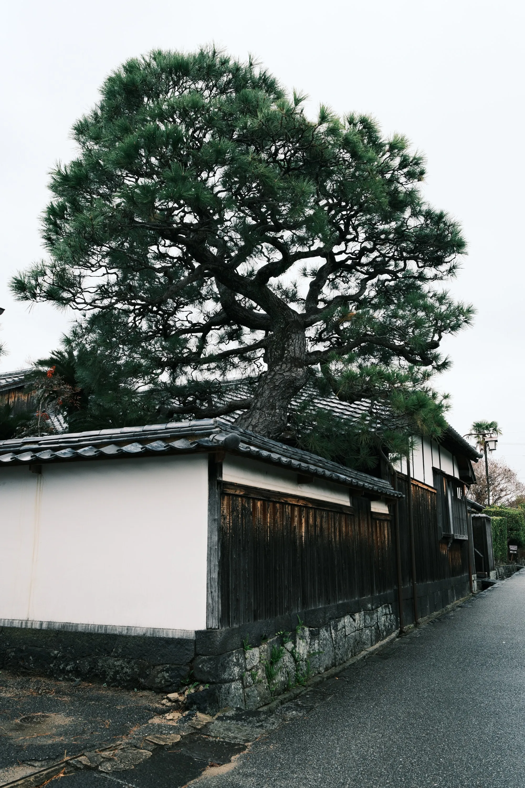japan-2026, frame 78