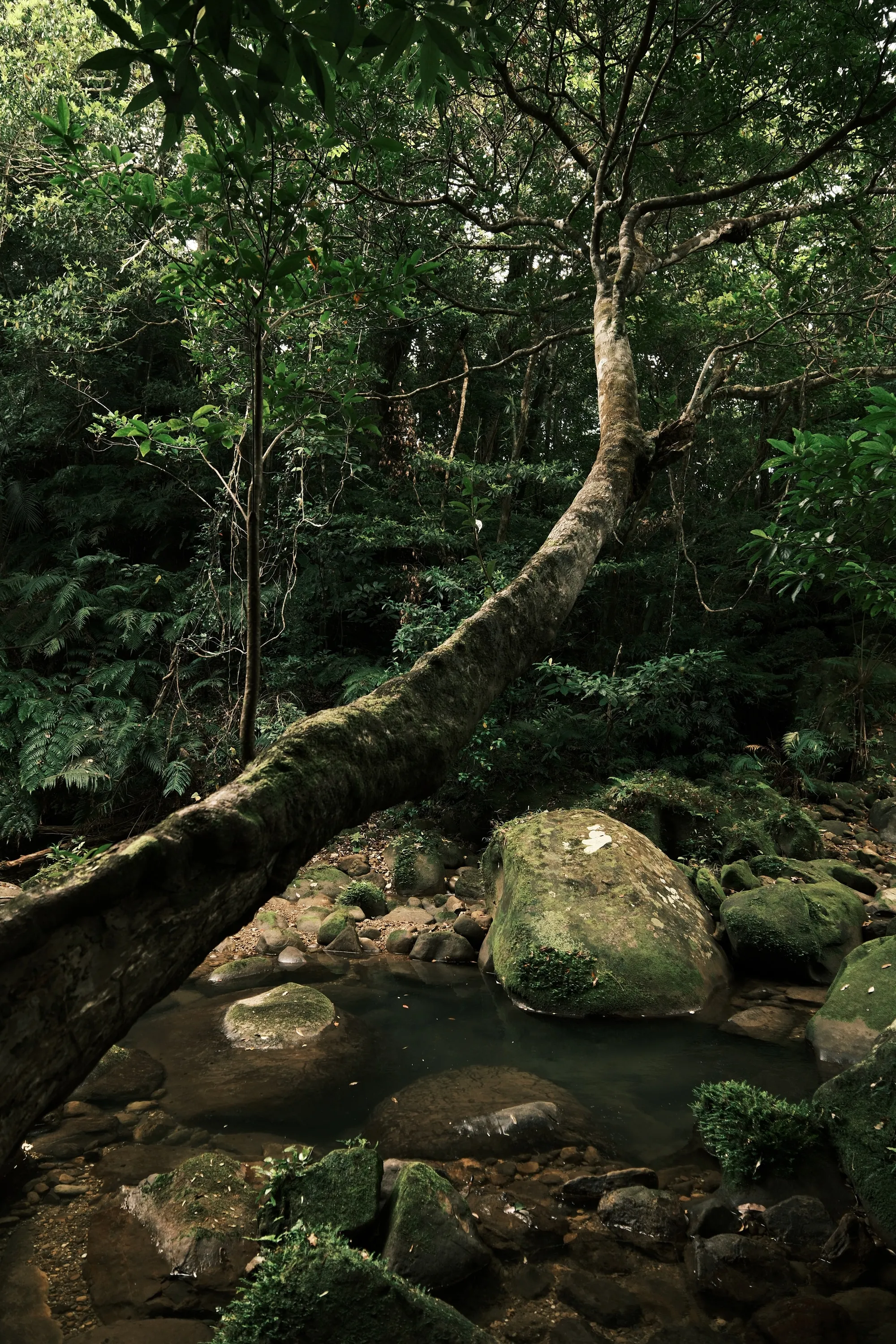 japan-2026, frame 421