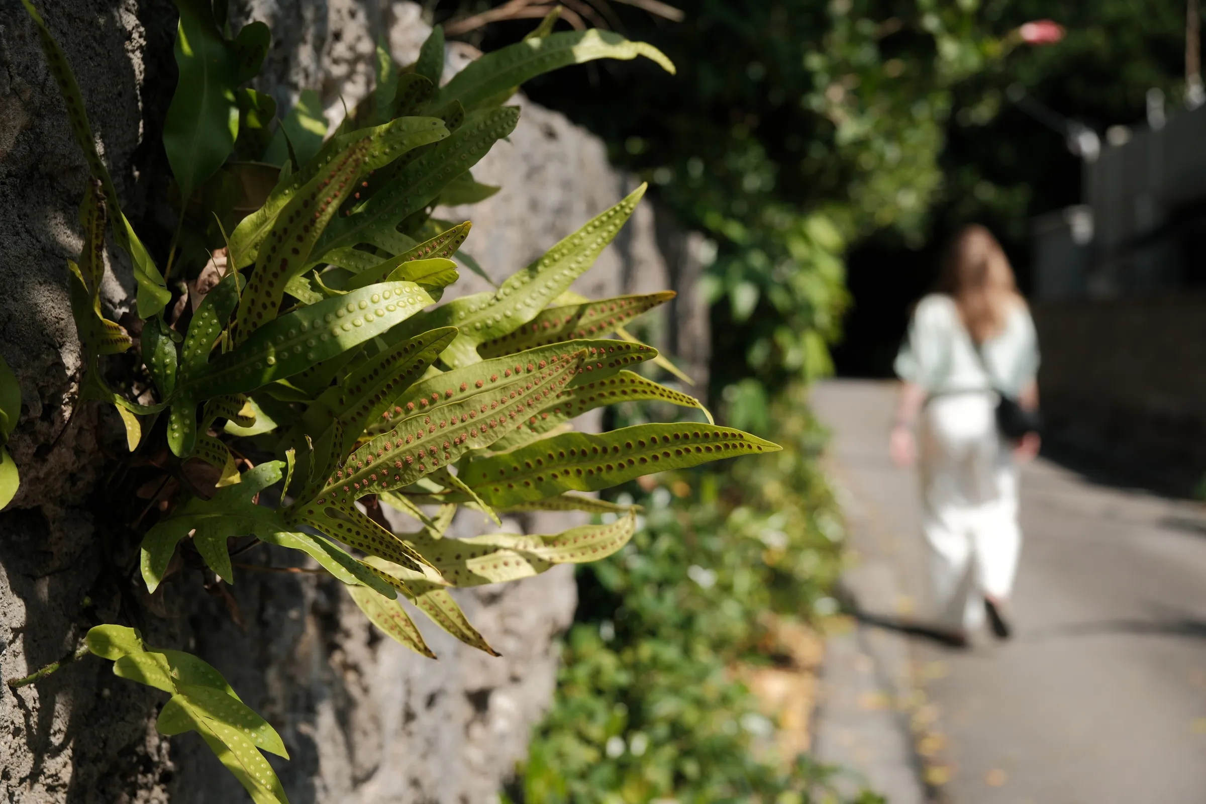 japan-2026, frame 368