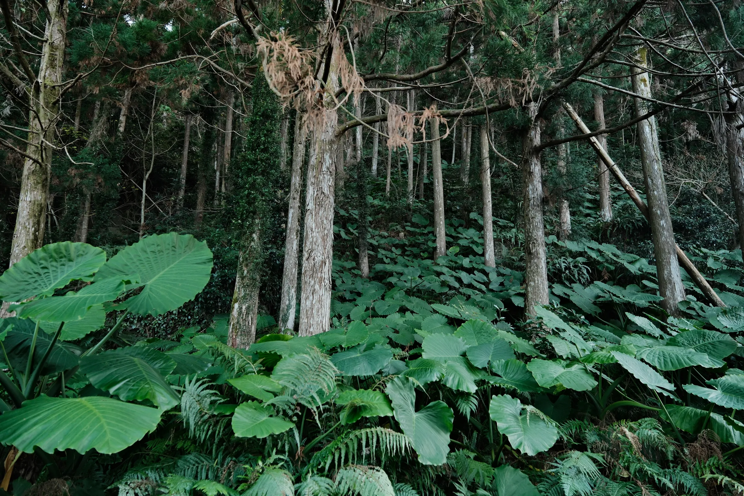 japan-2026, frame 222
