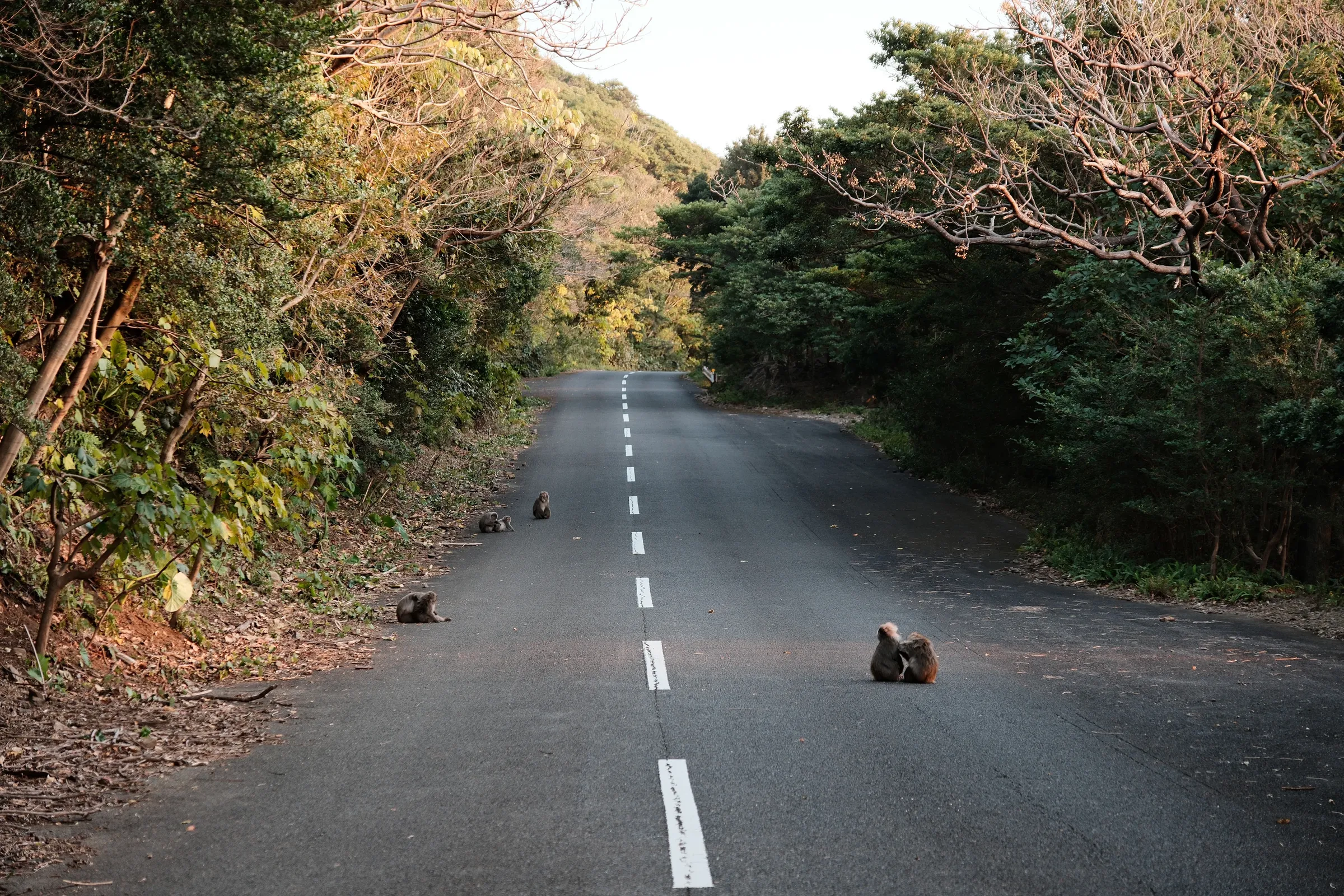 japan-2026, frame 226