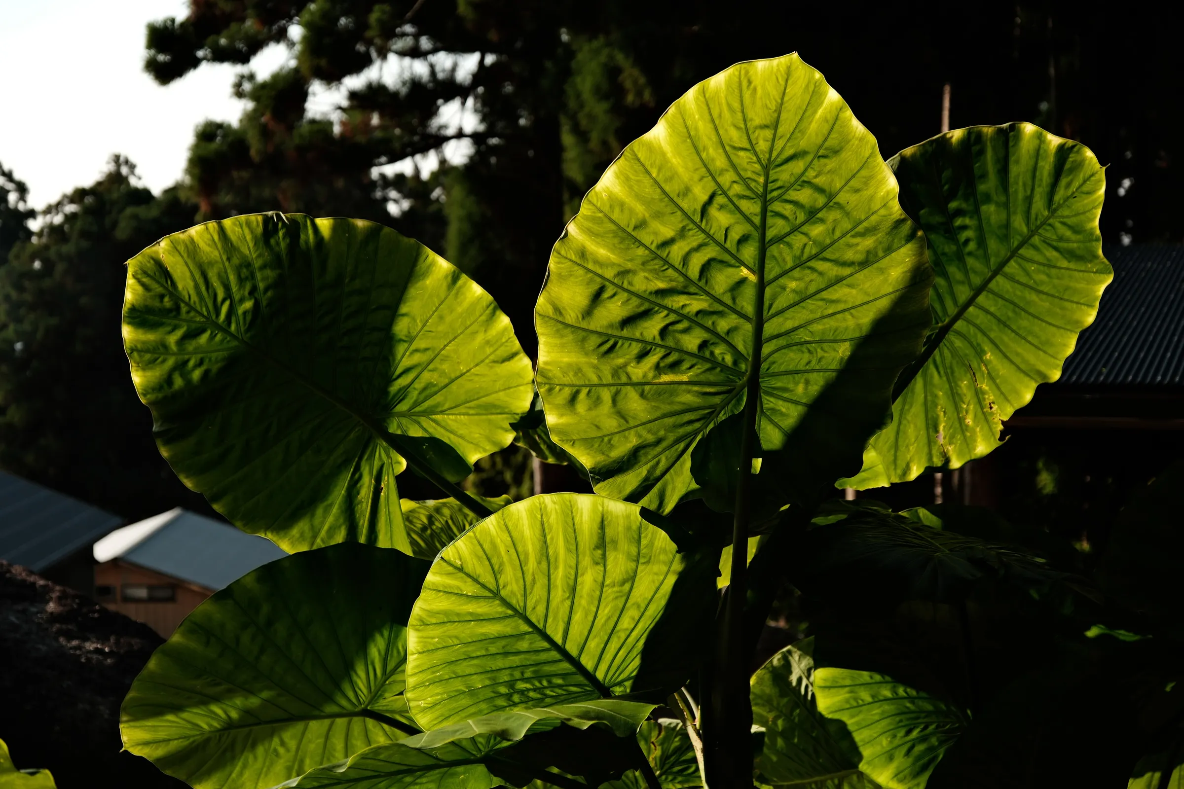 japan-2026, frame 229