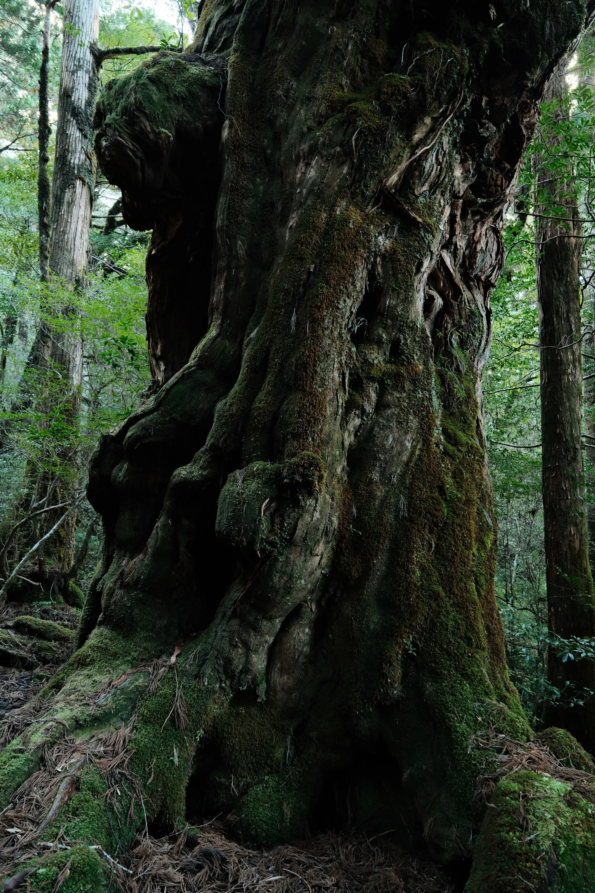 japan-2026, frame 244
