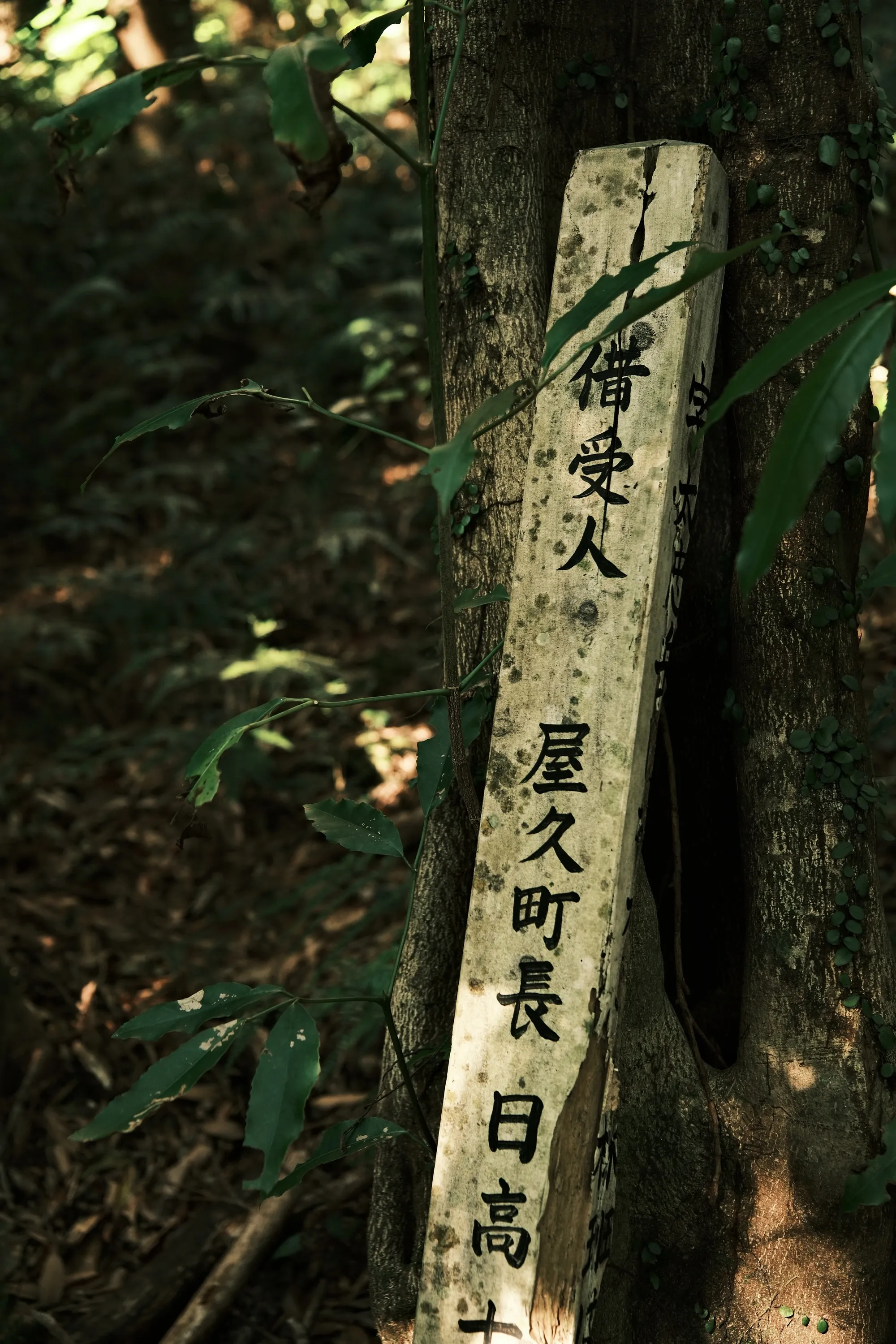 japan-2026, frame 253