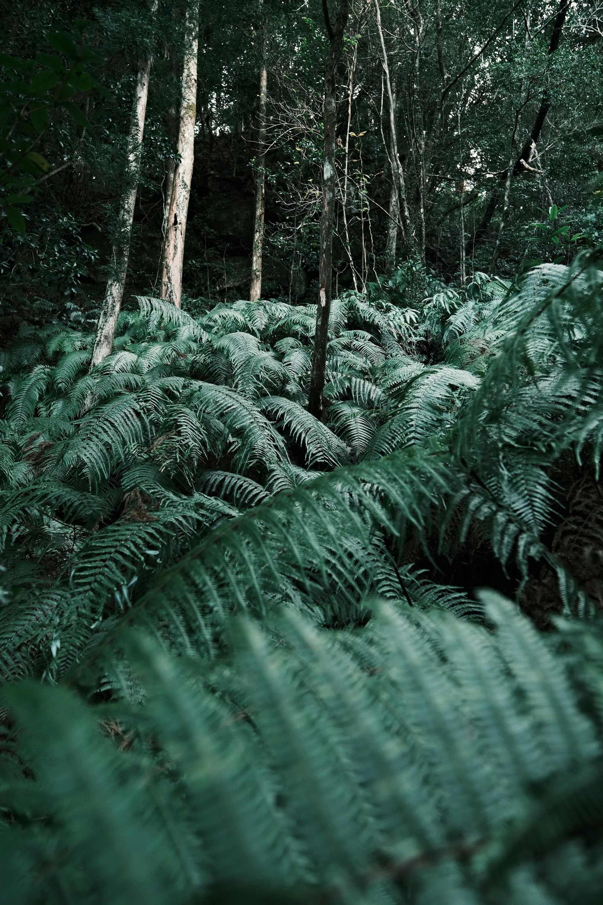 japan-2026, frame 267