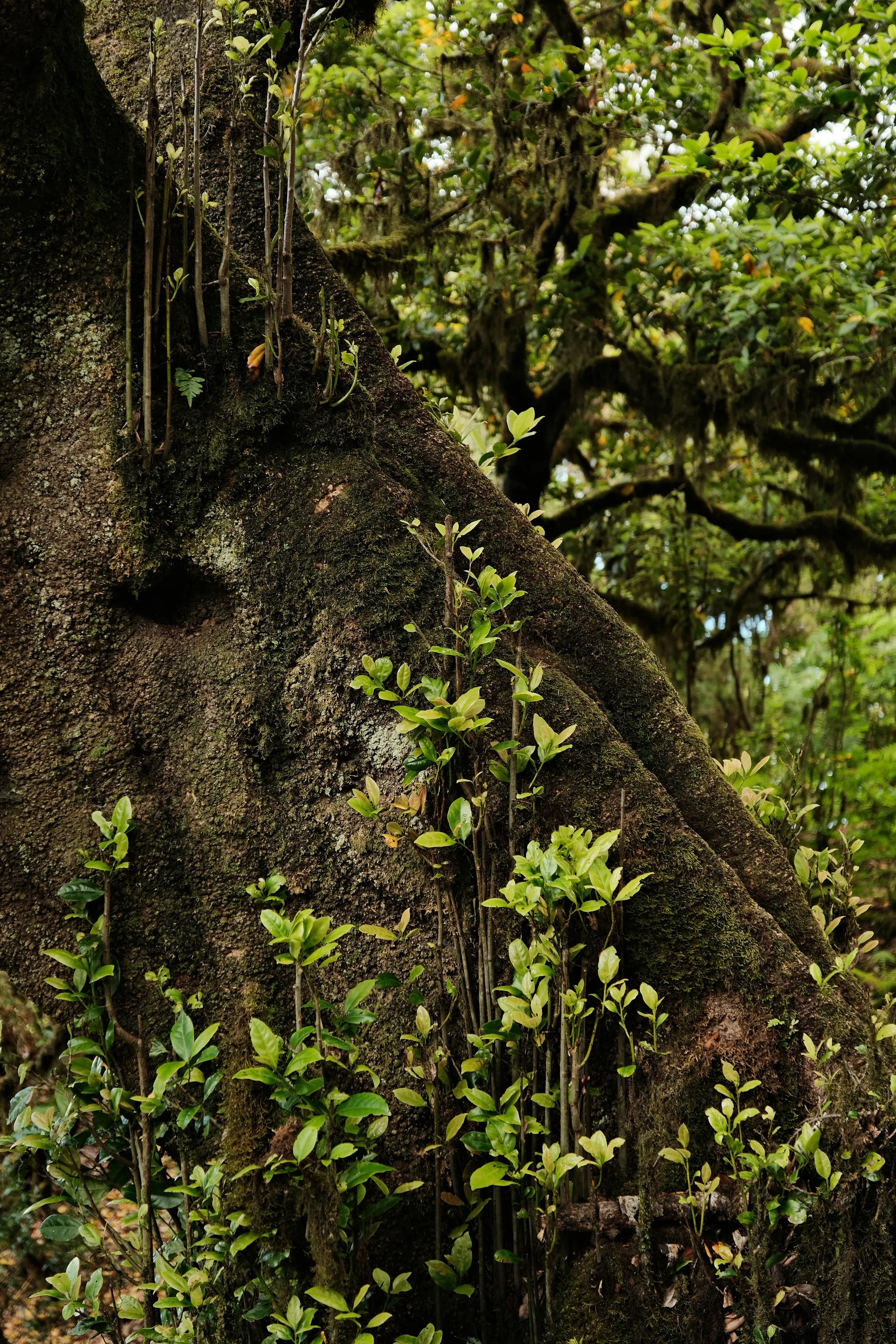 madeira-2026, frame 77