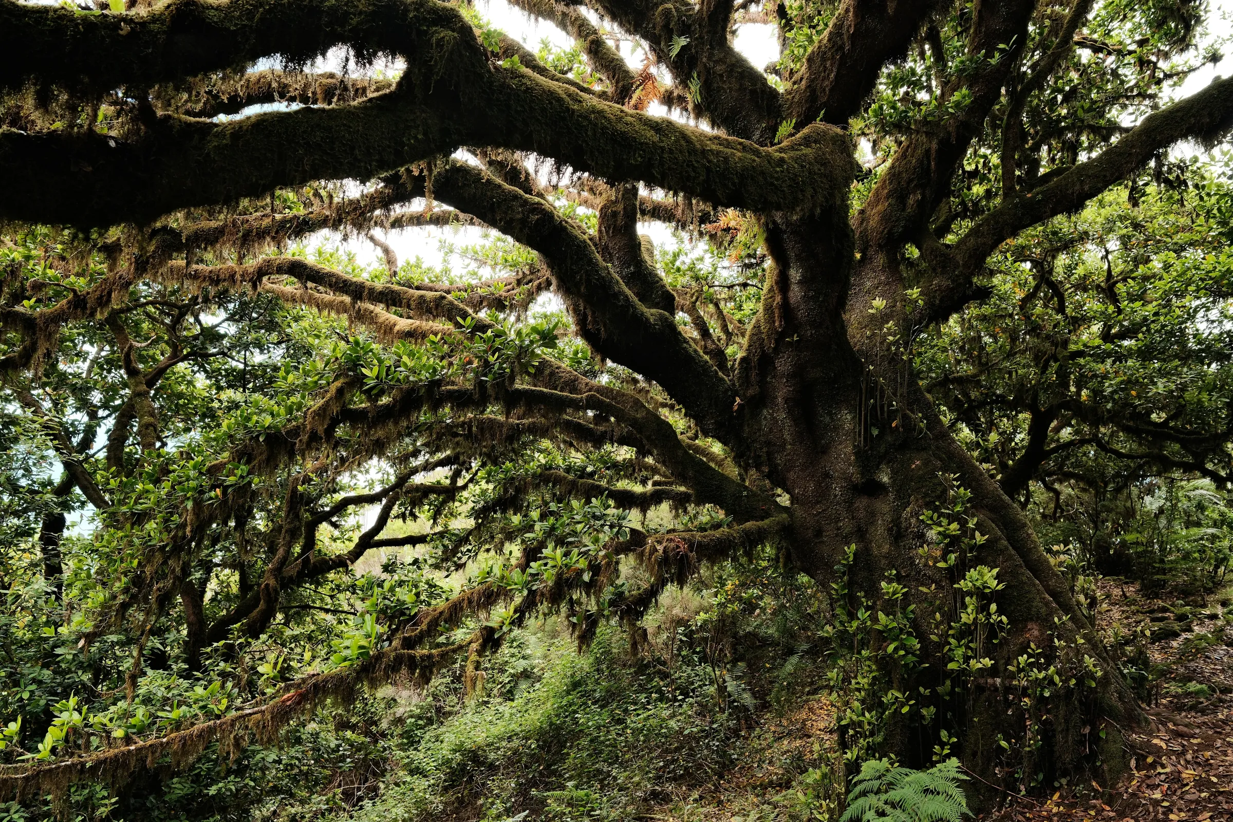 madeira-2026, frame 78