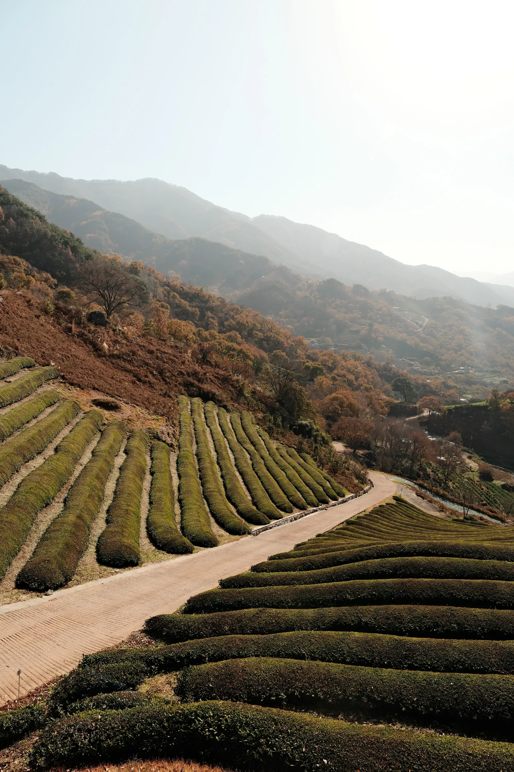 south-korea-2026, frame 148