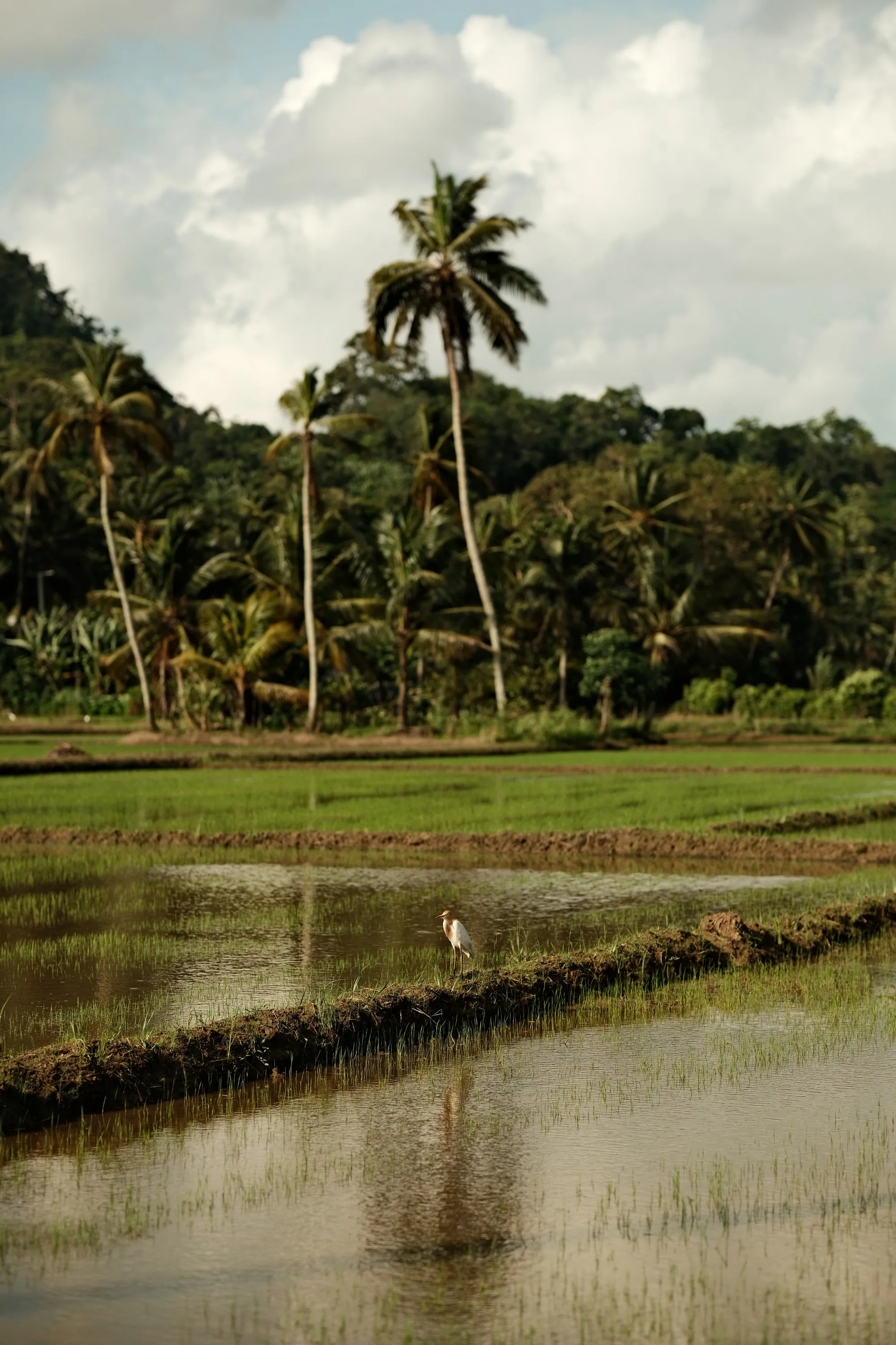 sri-lanka-2025, frame 79