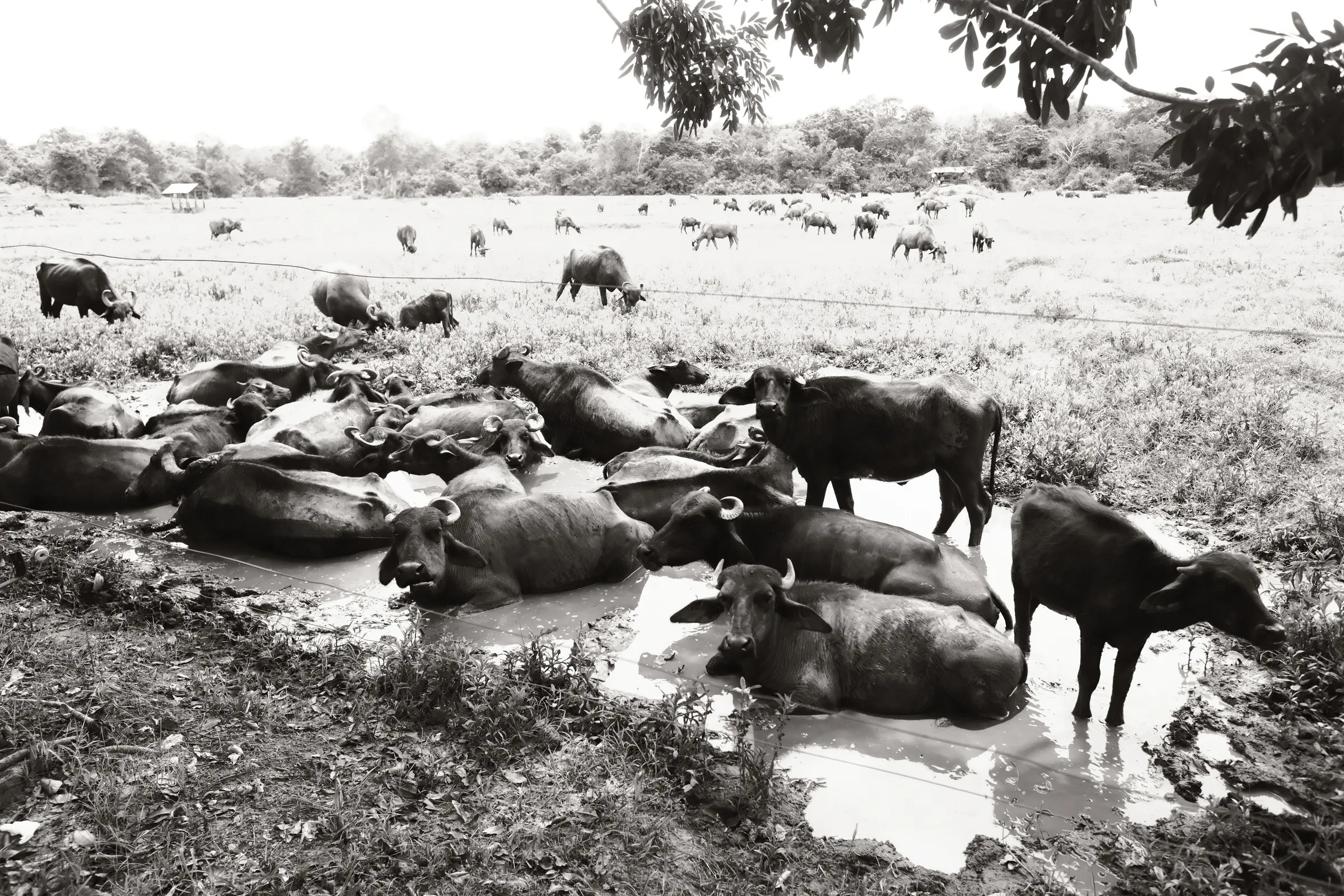 sri-lanka-2025, frame 130