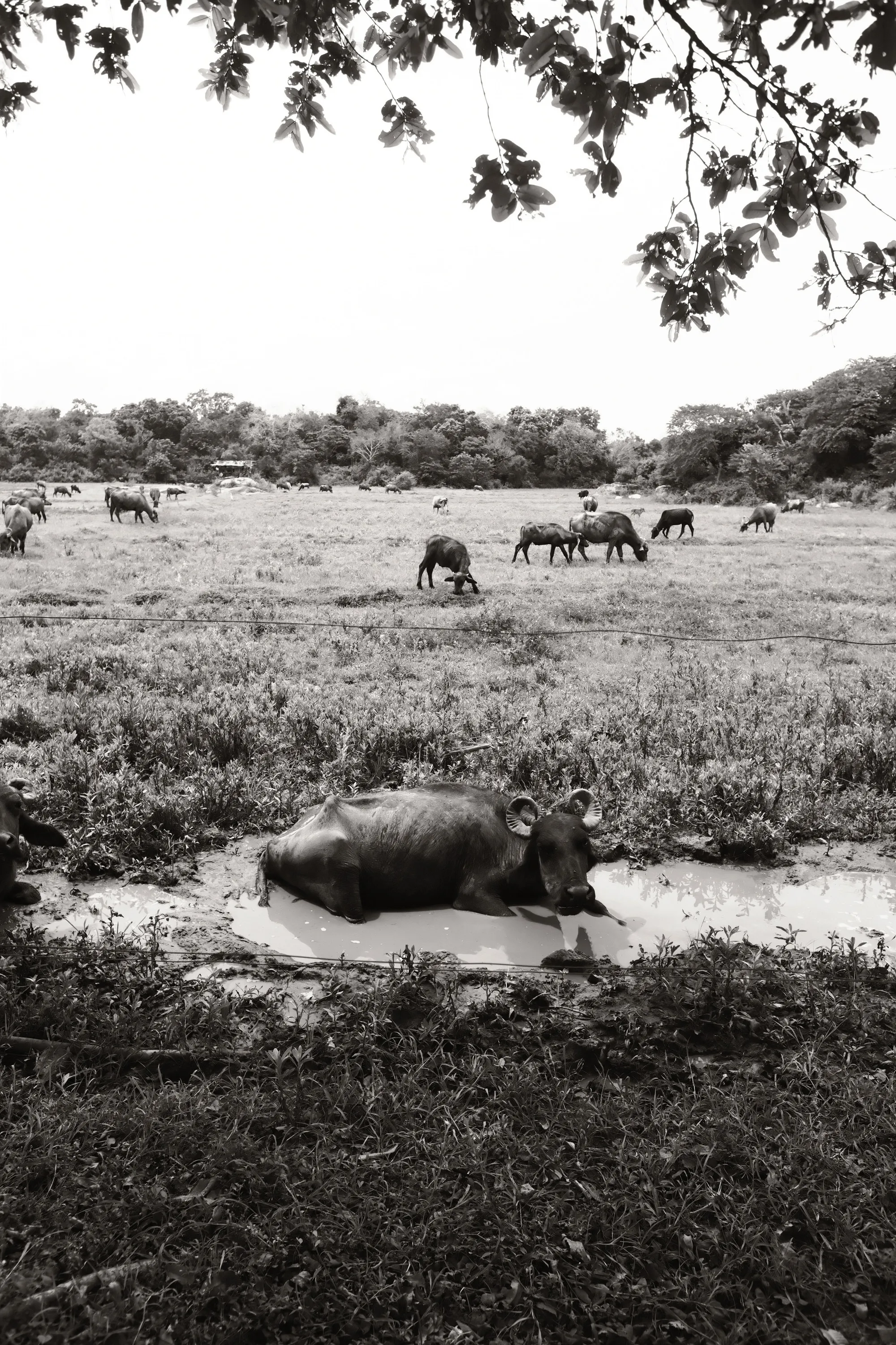 sri-lanka-2025, frame 131