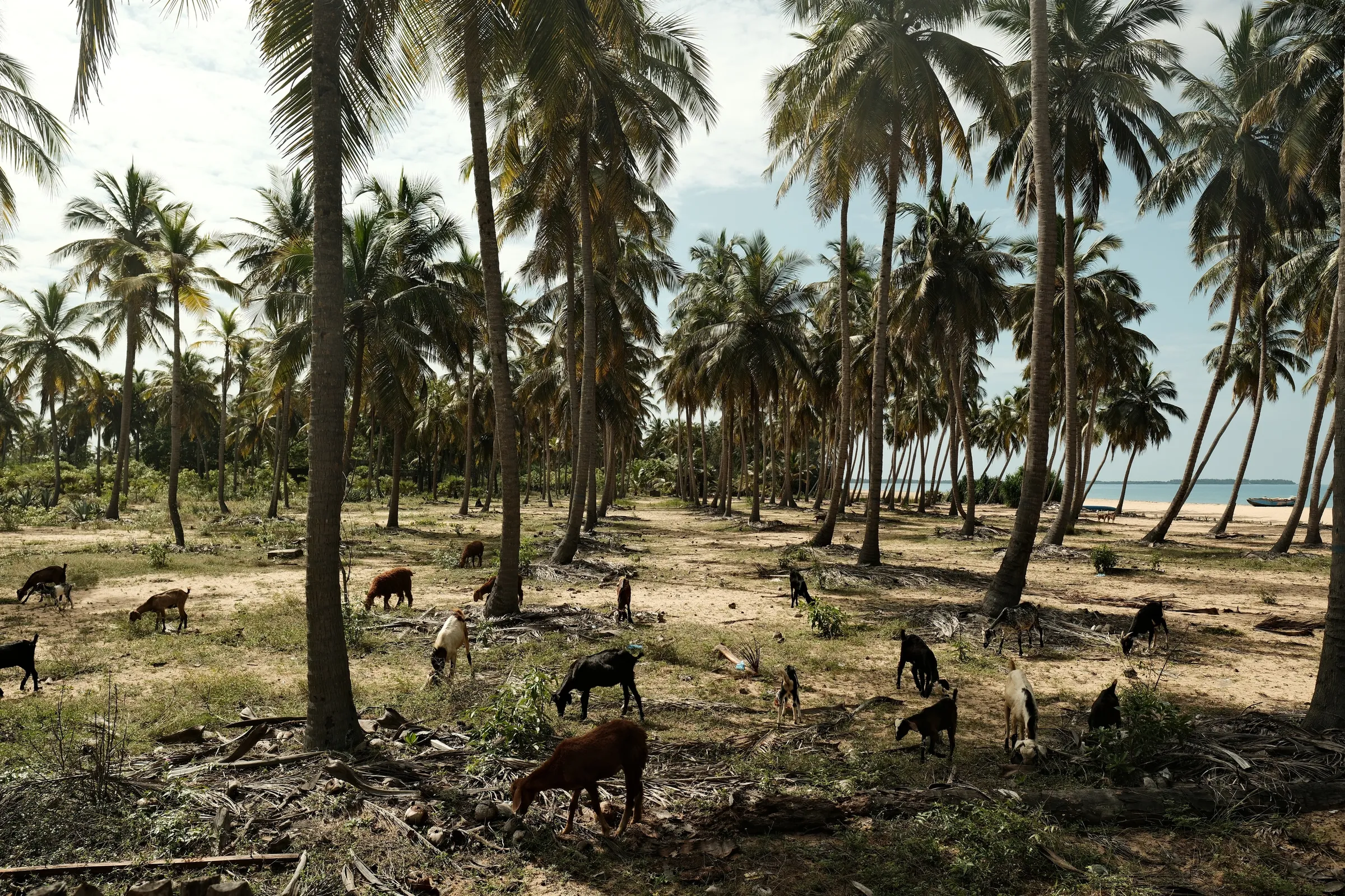 sri-lanka-2025, frame 70
