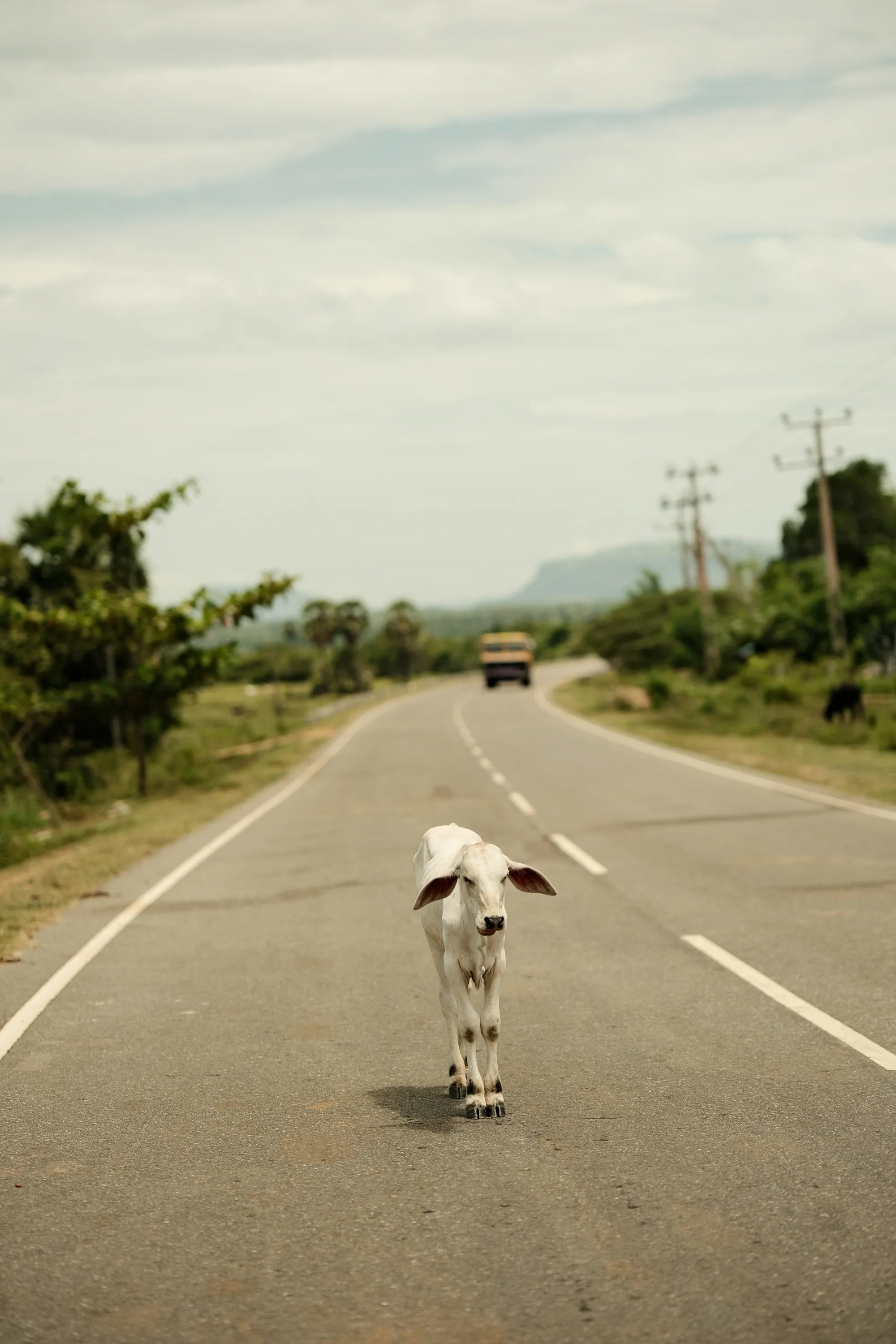 sri-lanka-2025, frame 21