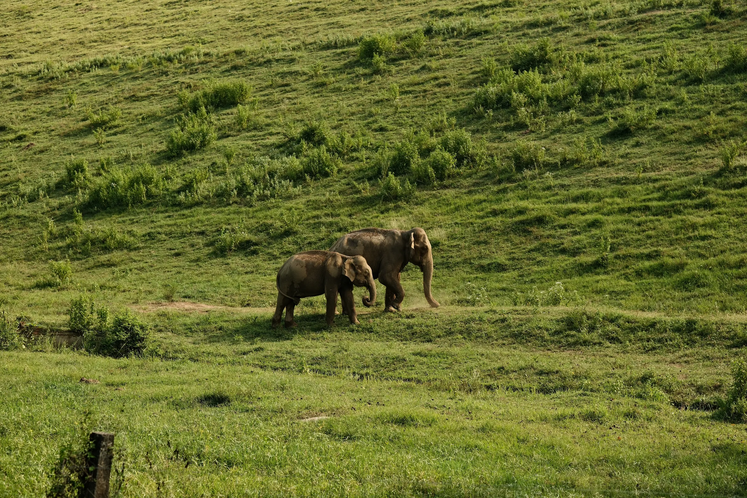 sri-lanka-2025, frame 132