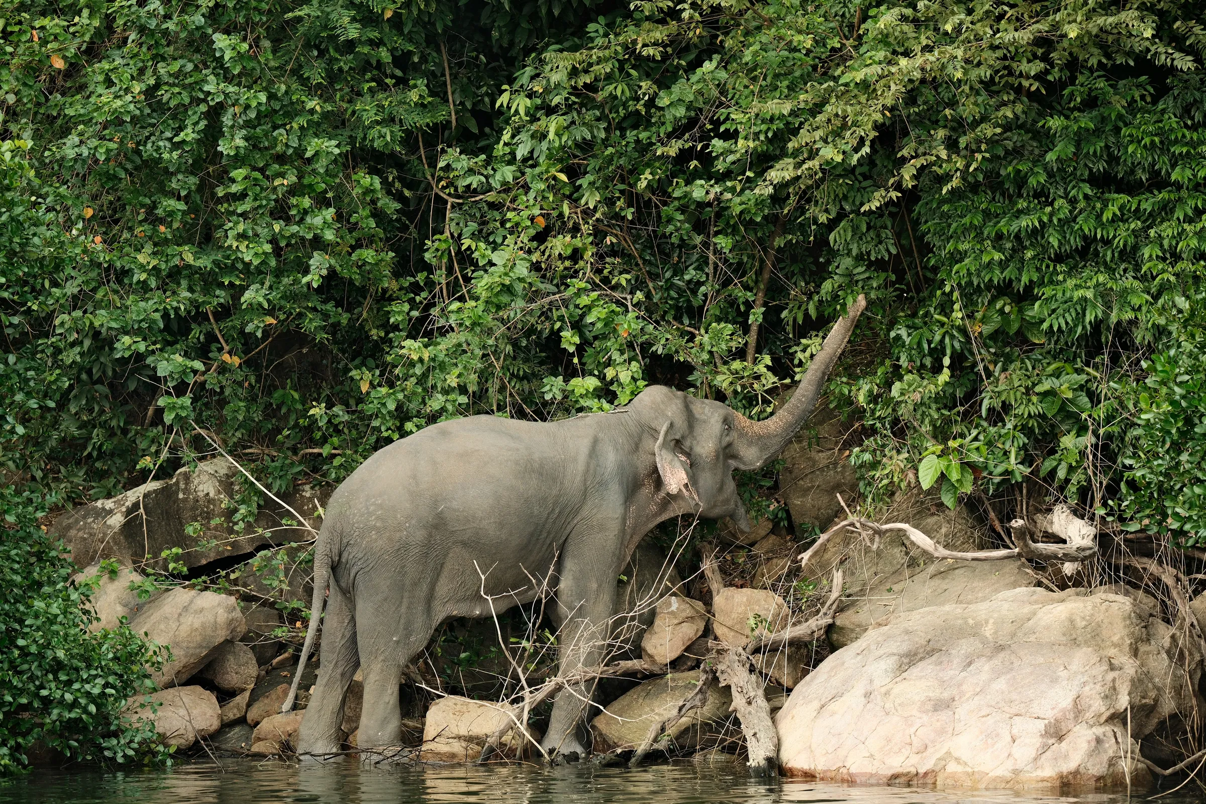 sri-lanka-2025, frame 135