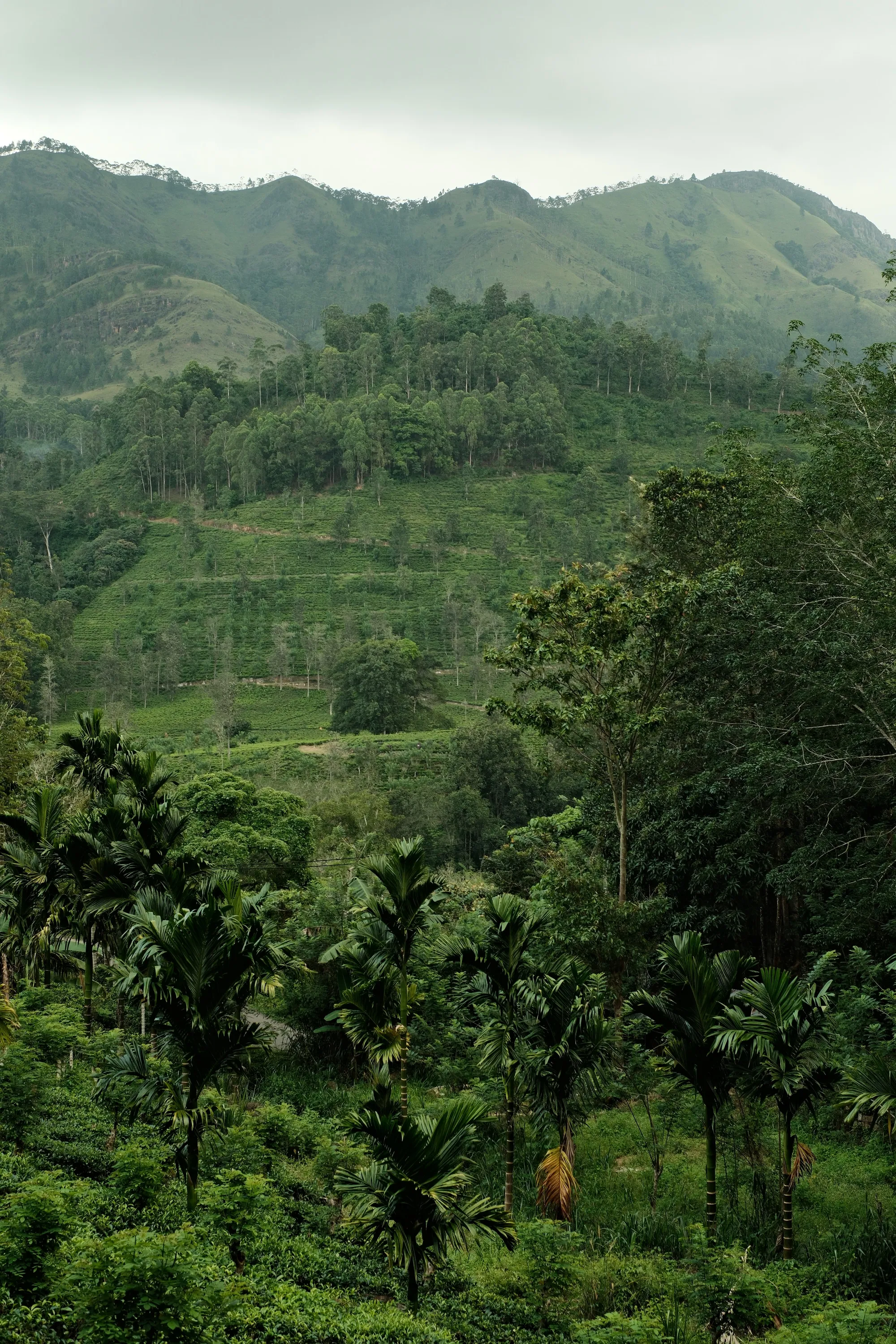 sri-lanka-2025, frame 93