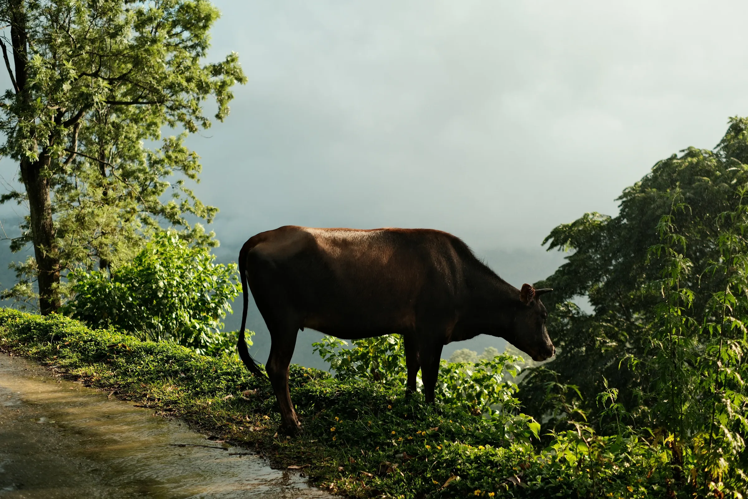 sri-lanka-2025, frame 137