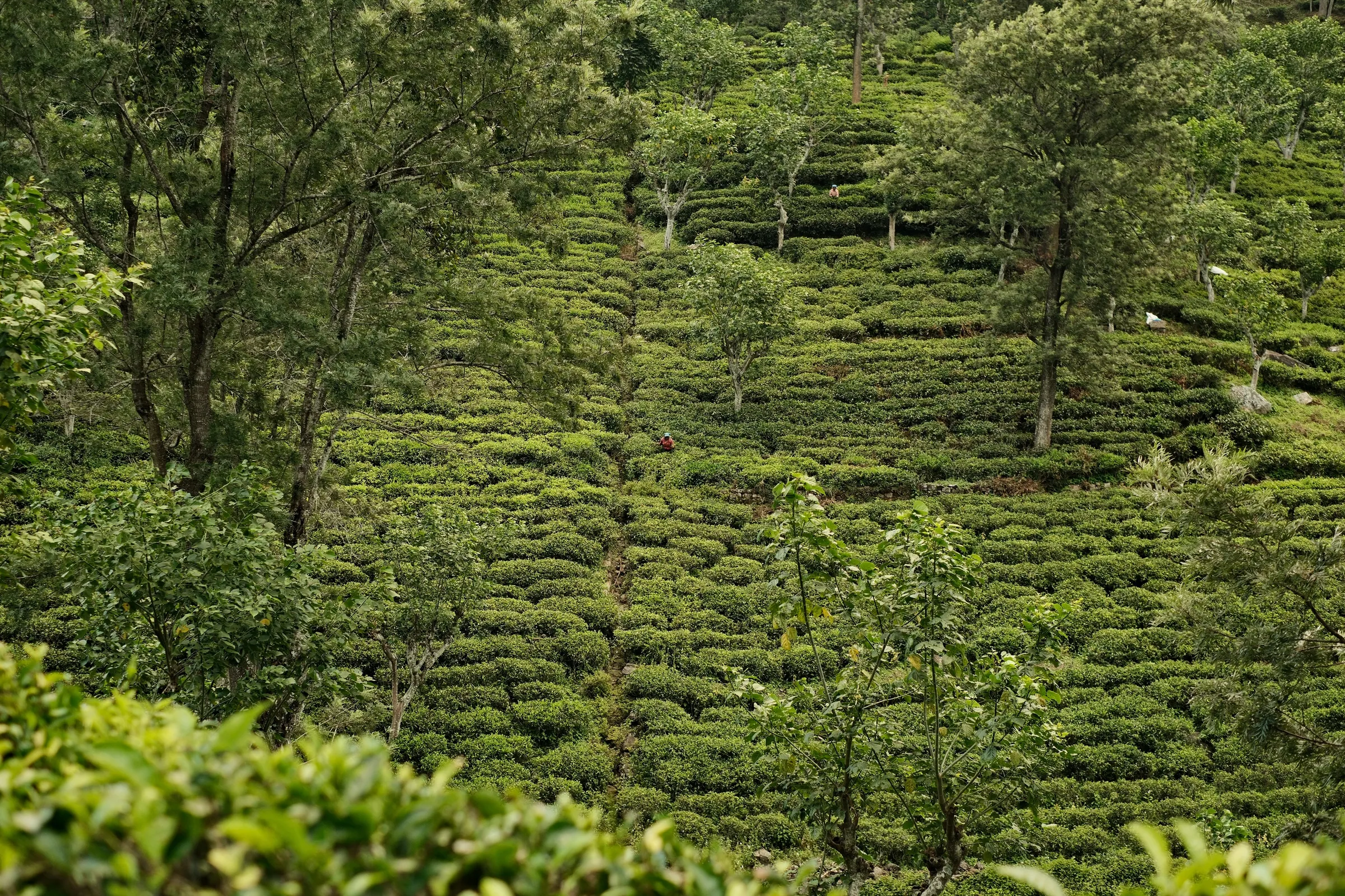 sri-lanka-2025, frame 98