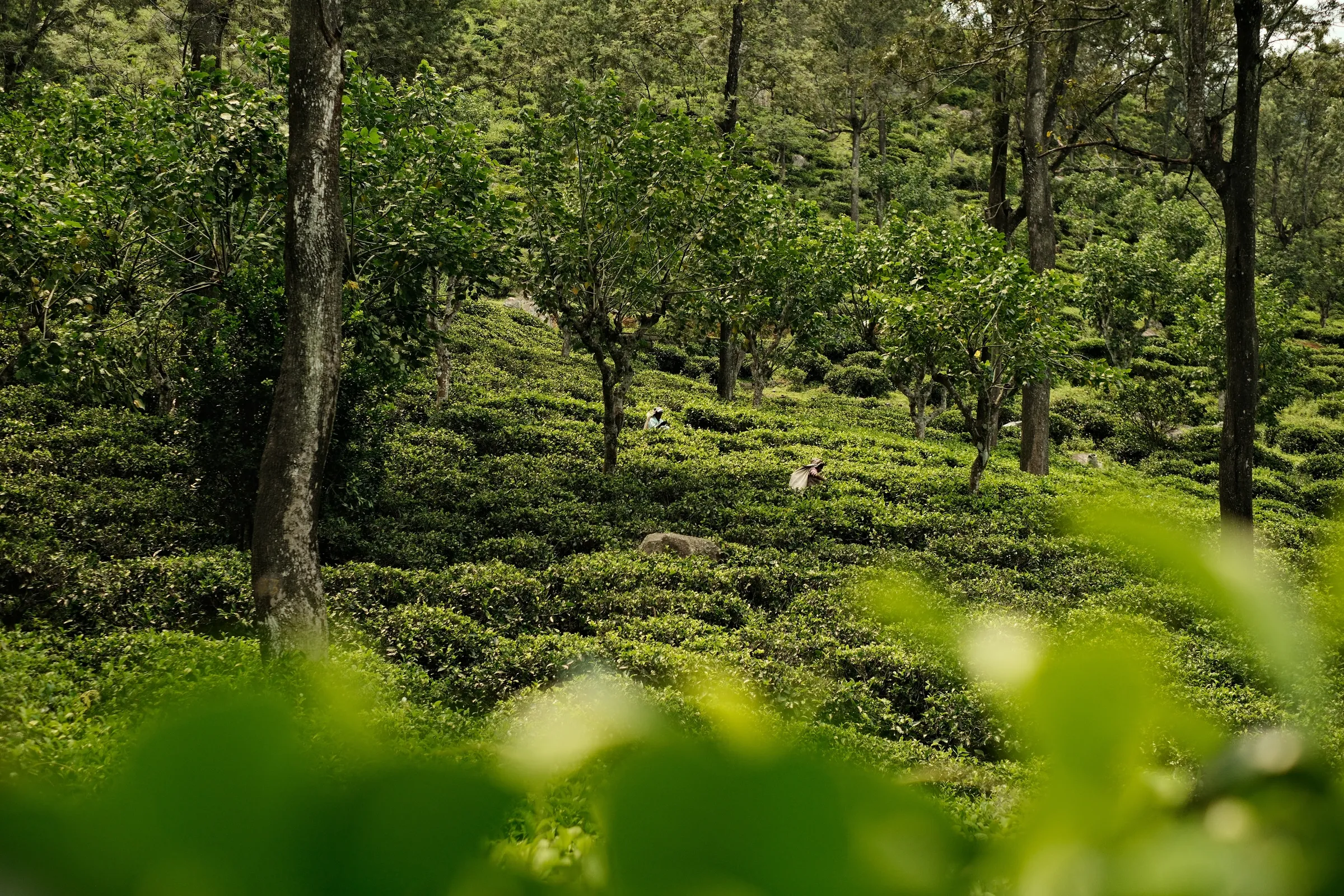 sri-lanka-2025, frame 95