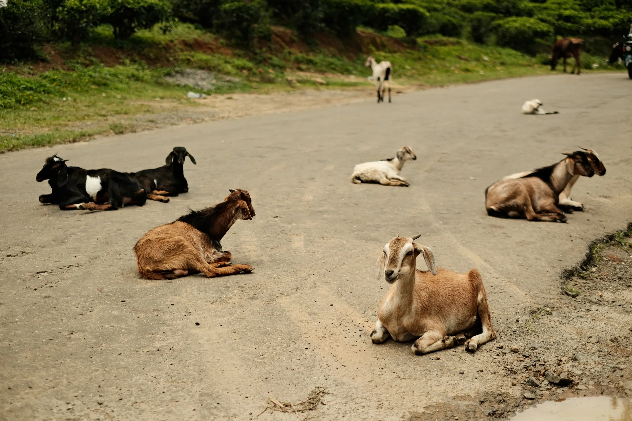 sri-lanka-2025, frame 138
