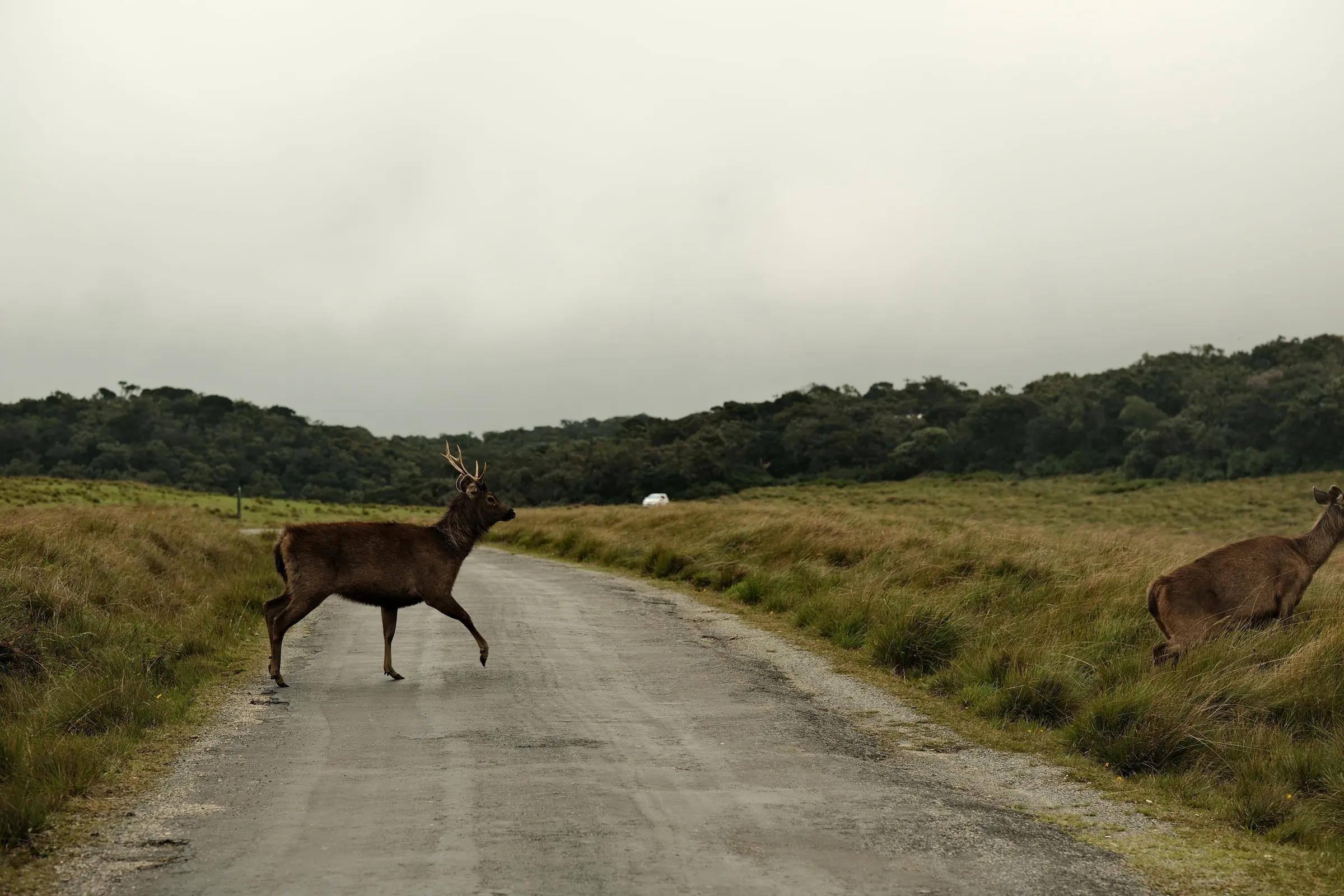 sri-lanka-2025, frame 139