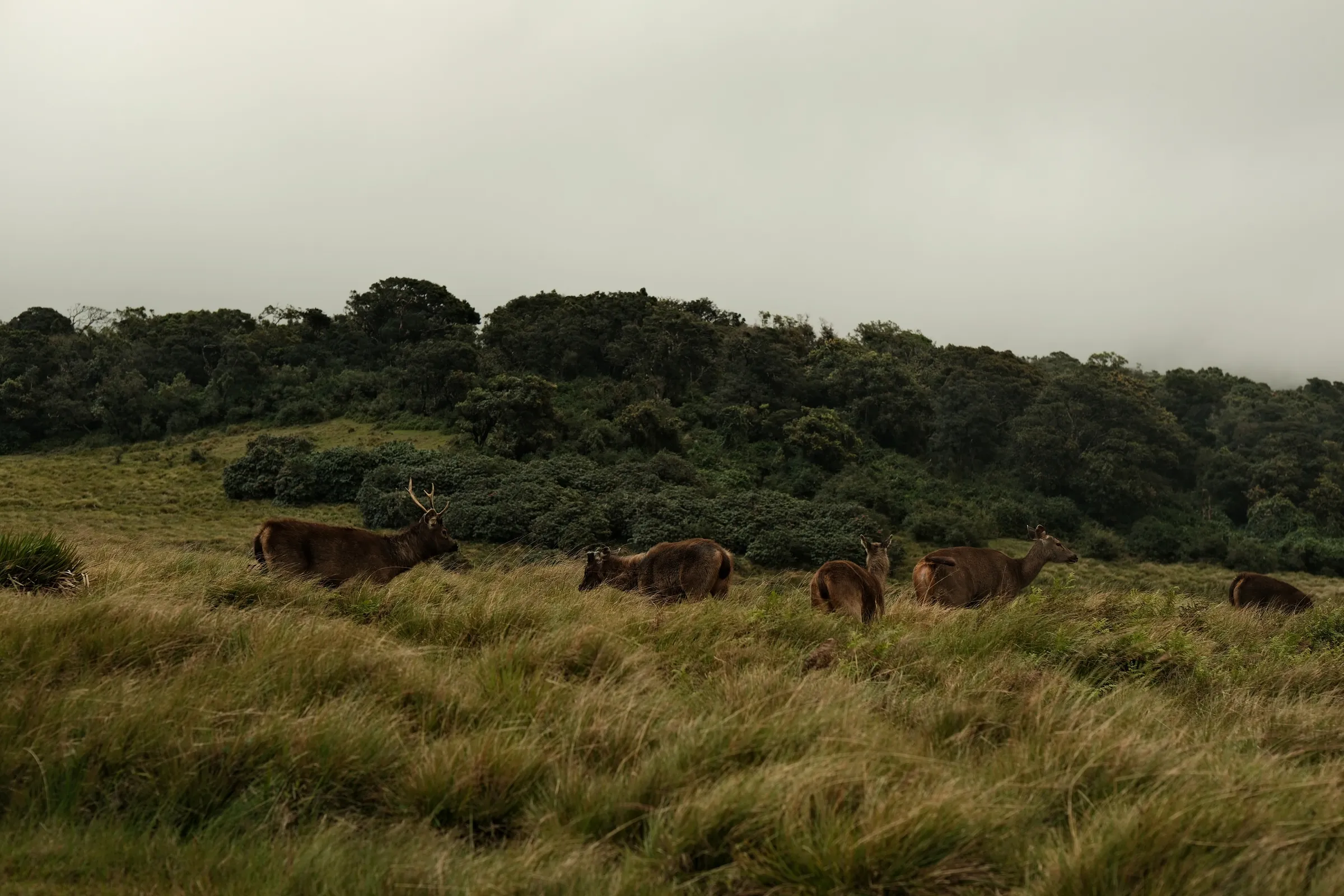 sri-lanka-2025, frame 140