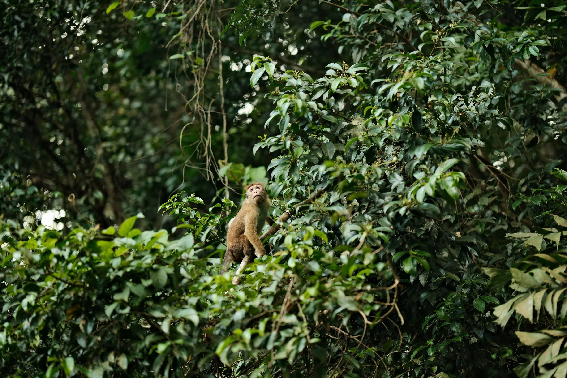 sri-lanka-2025, frame 141
