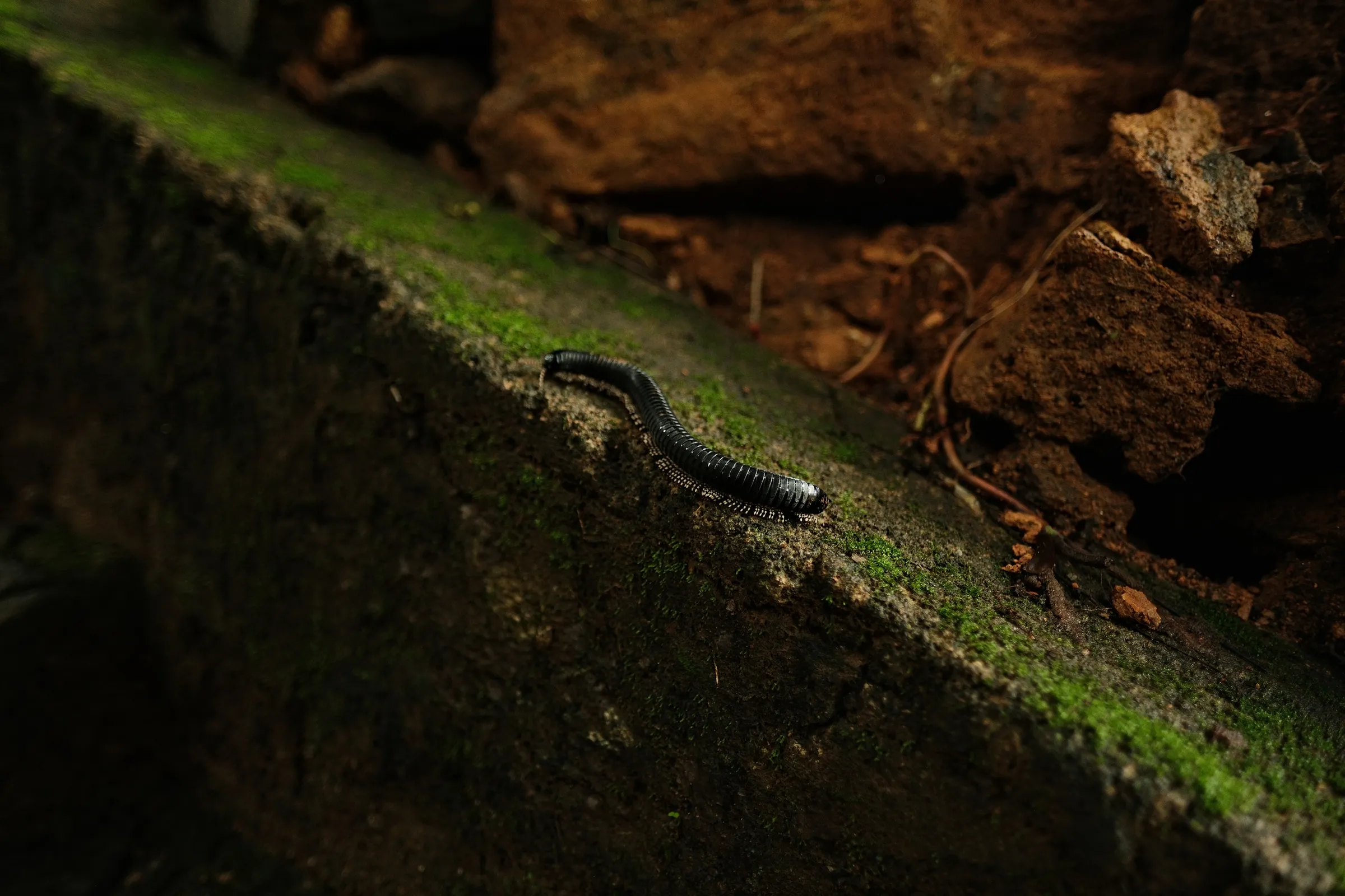 sri-lanka-2025, frame 143