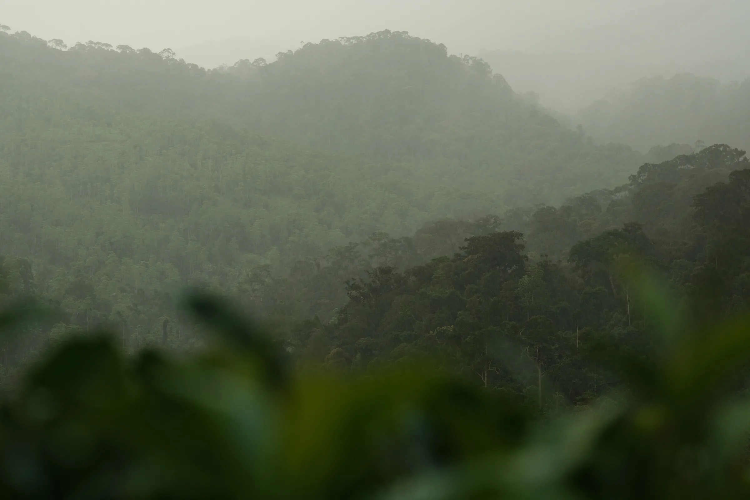 sri-lanka-2025, frame 106