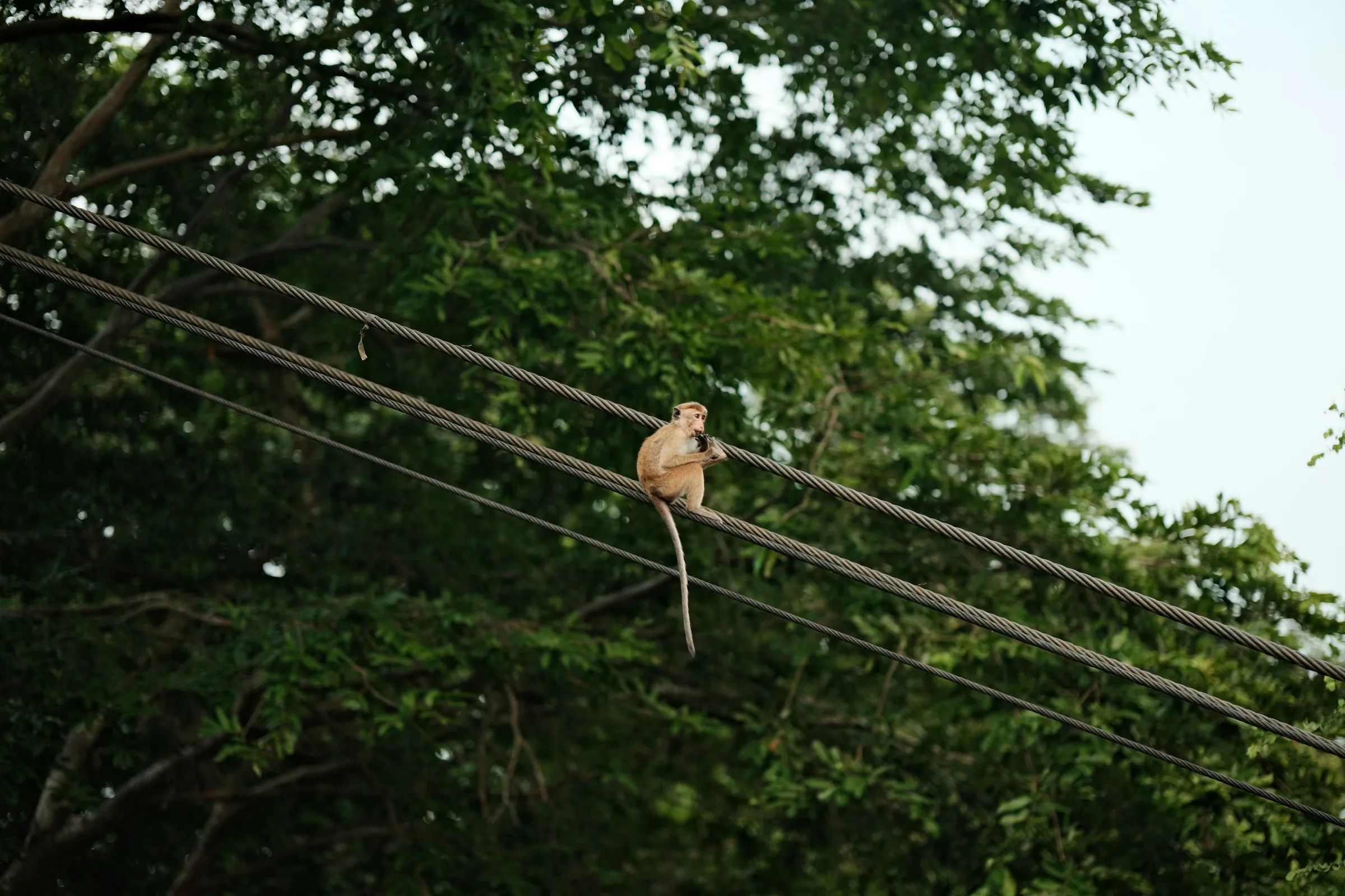 sri-lanka-2025, frame 151