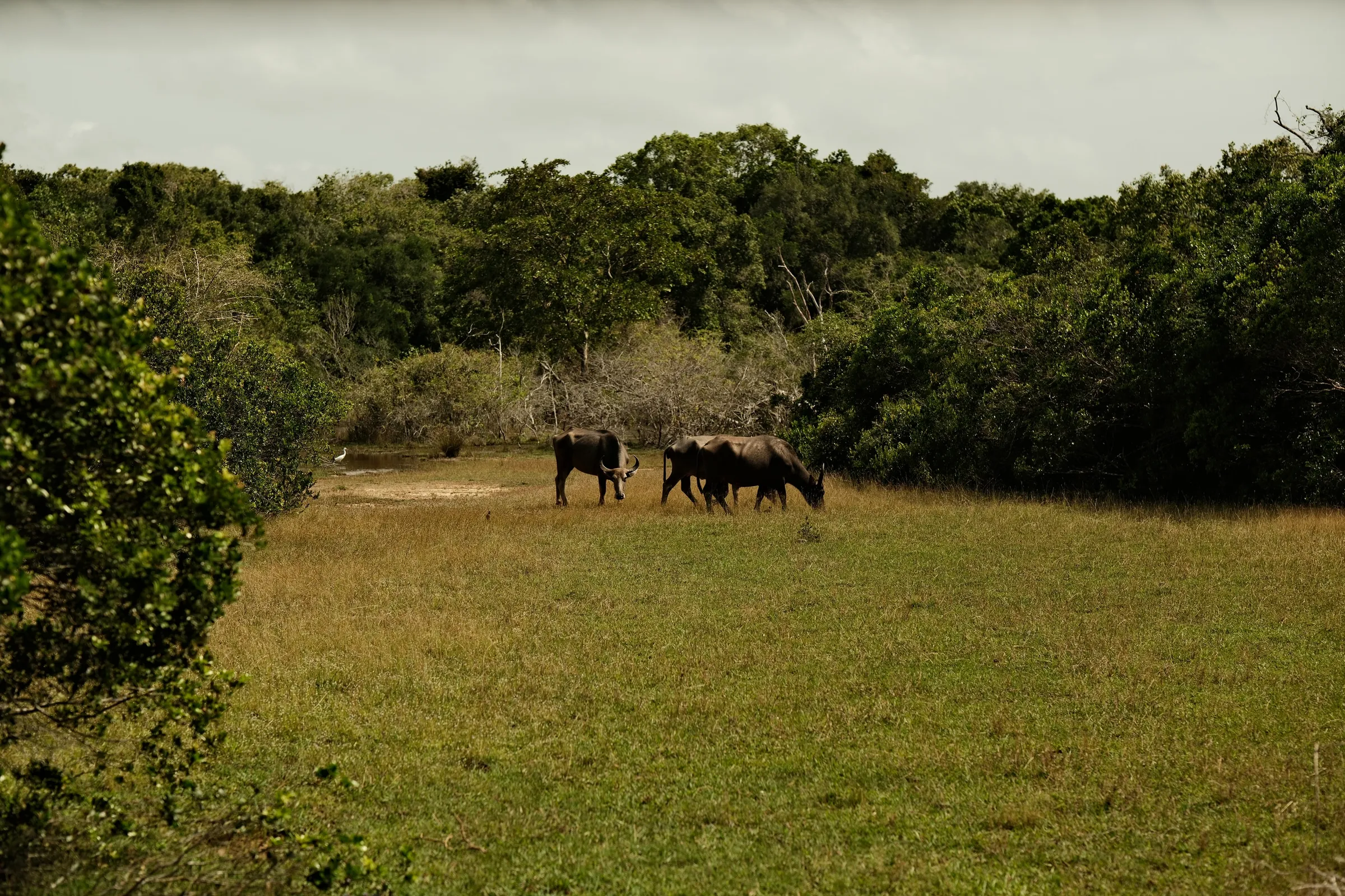 sri-lanka-2025, frame 152