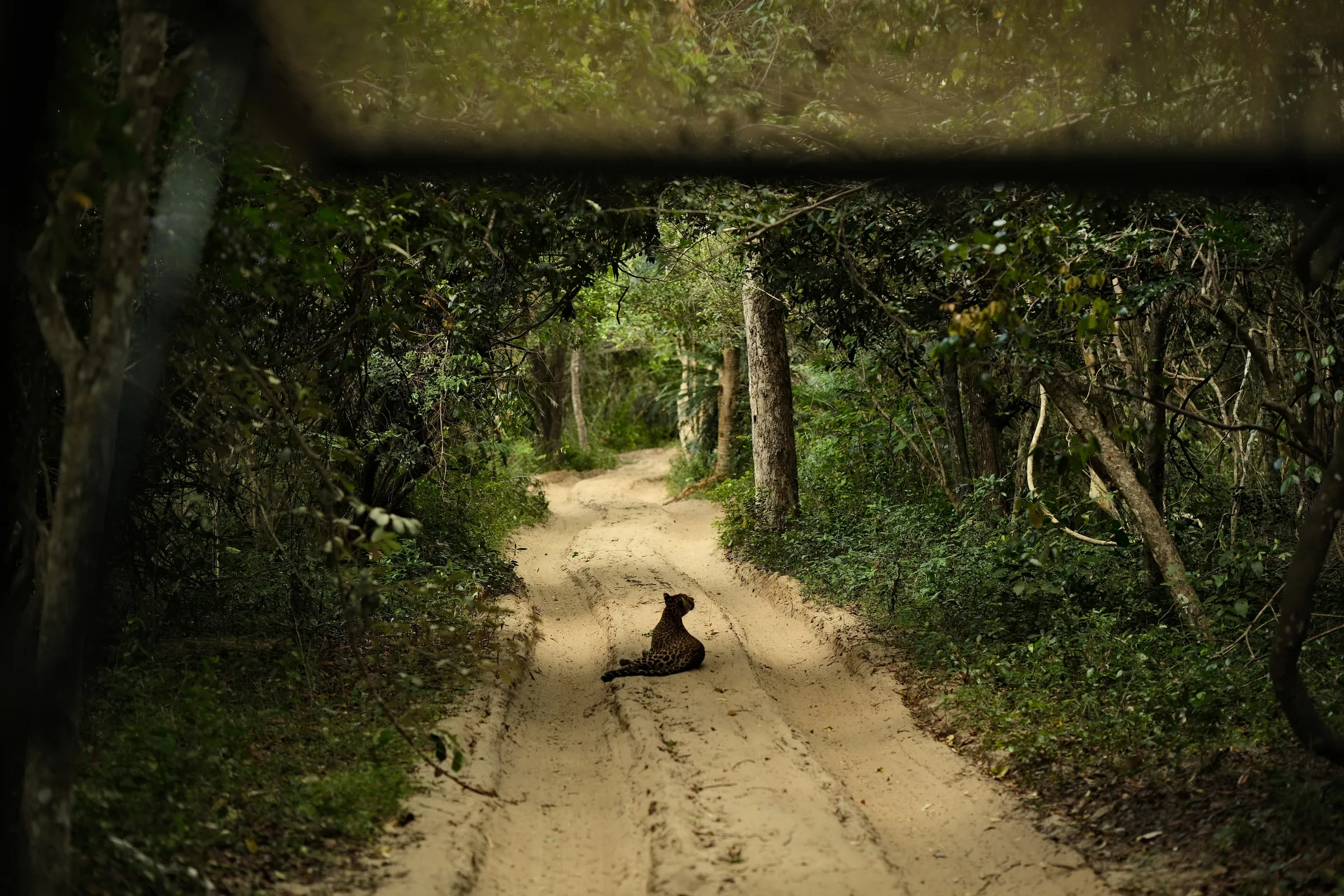 sri-lanka-2025, frame 154