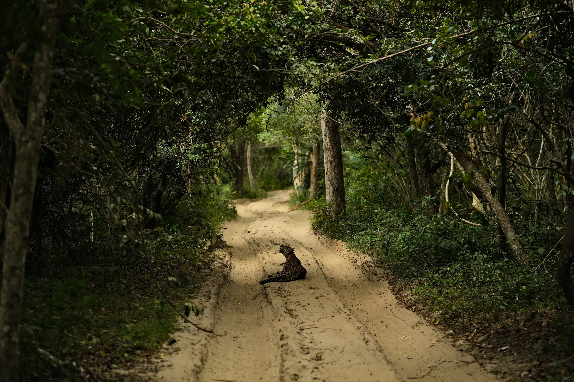 sri-lanka-2025, frame 155