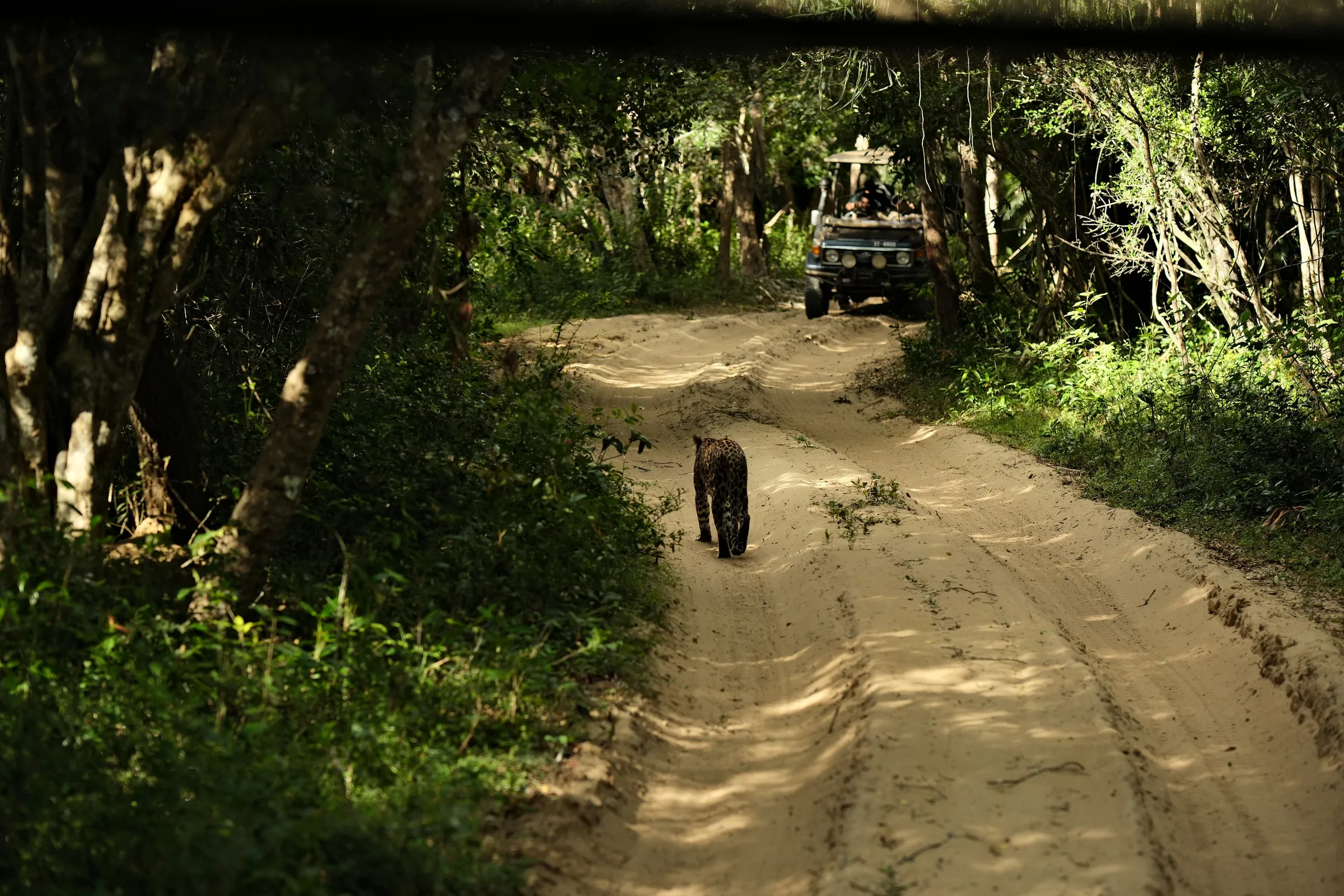 sri-lanka-2025, frame 156